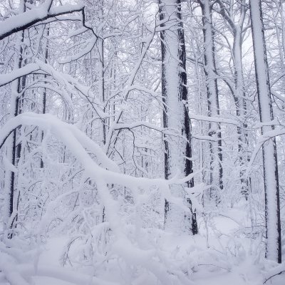 Lužní les pod sněhem