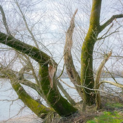 Willows at Donau River