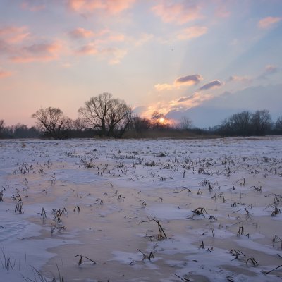 Winter Evening on Meadows