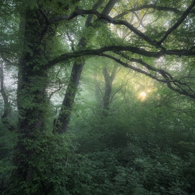 Moravian Forest in Mist