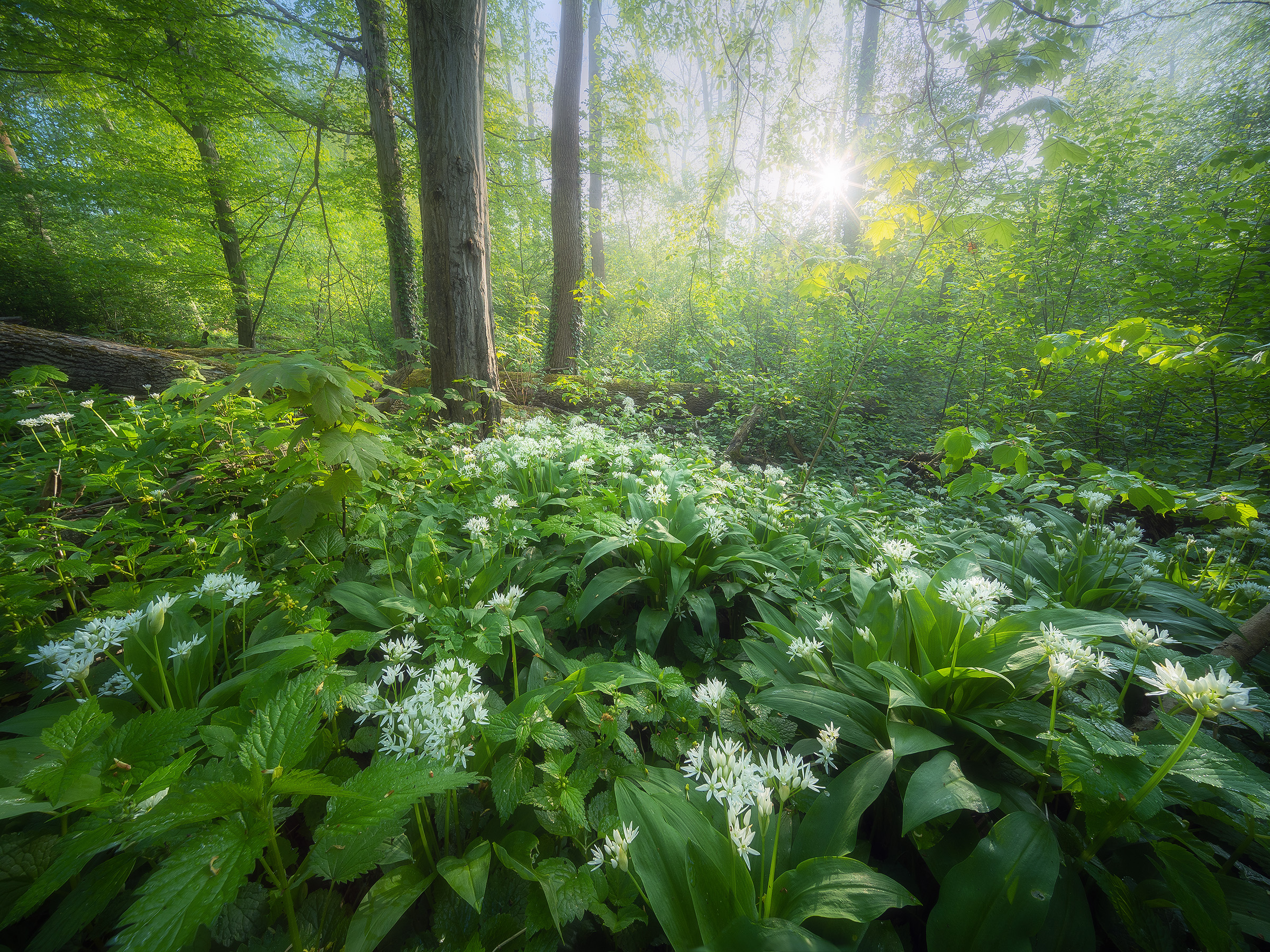 Wild Garlic