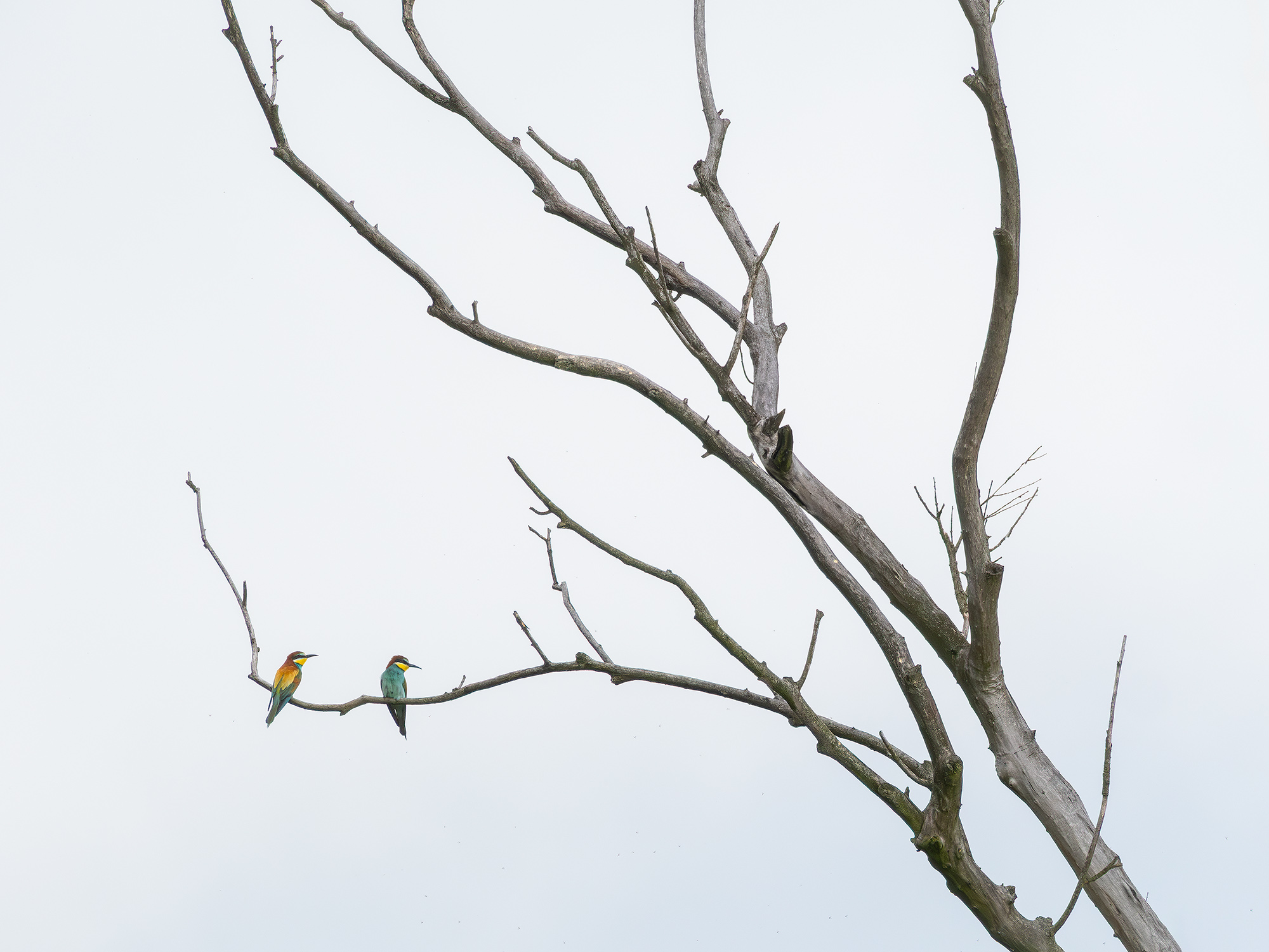 Bee-eaters on Dead Tree