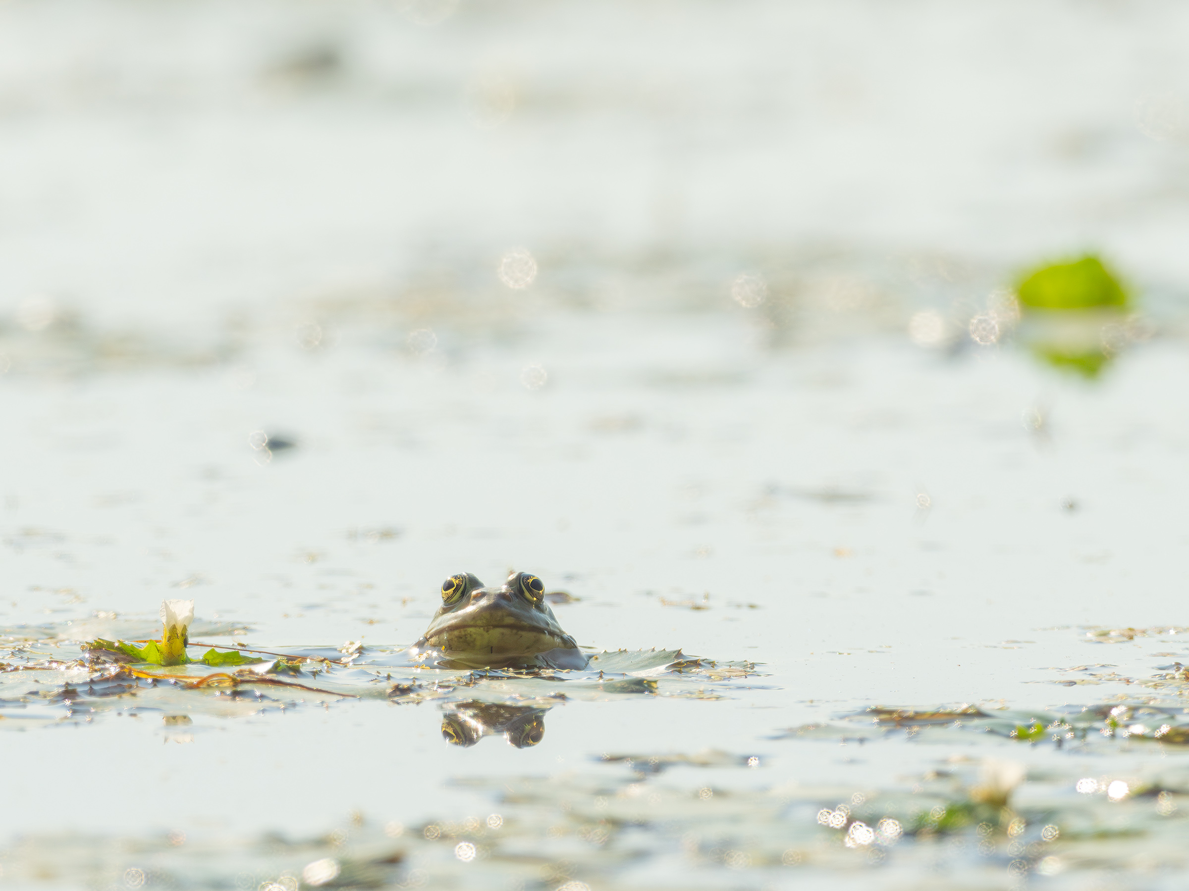 Pool Frog