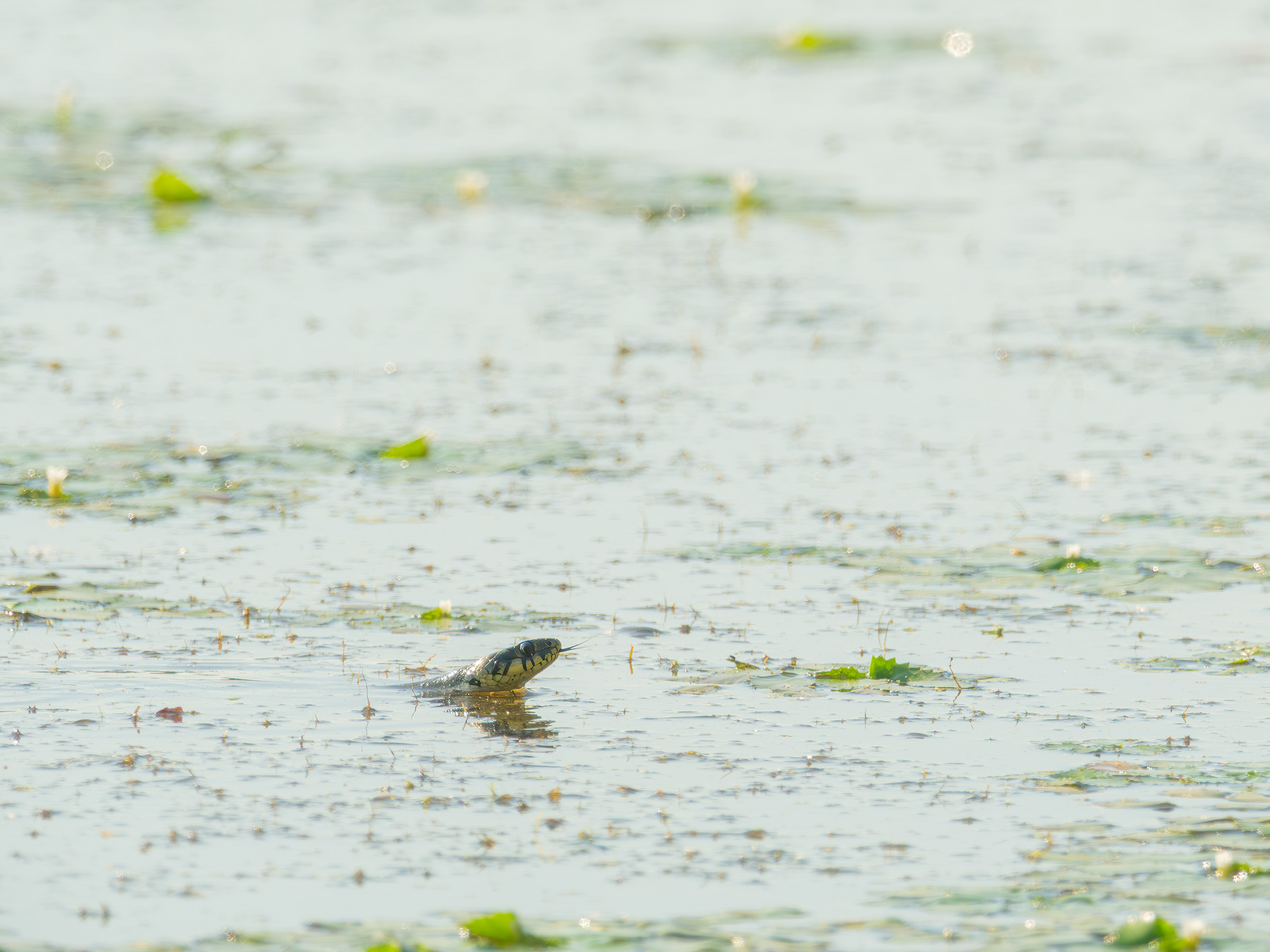 Grass Snake in Water