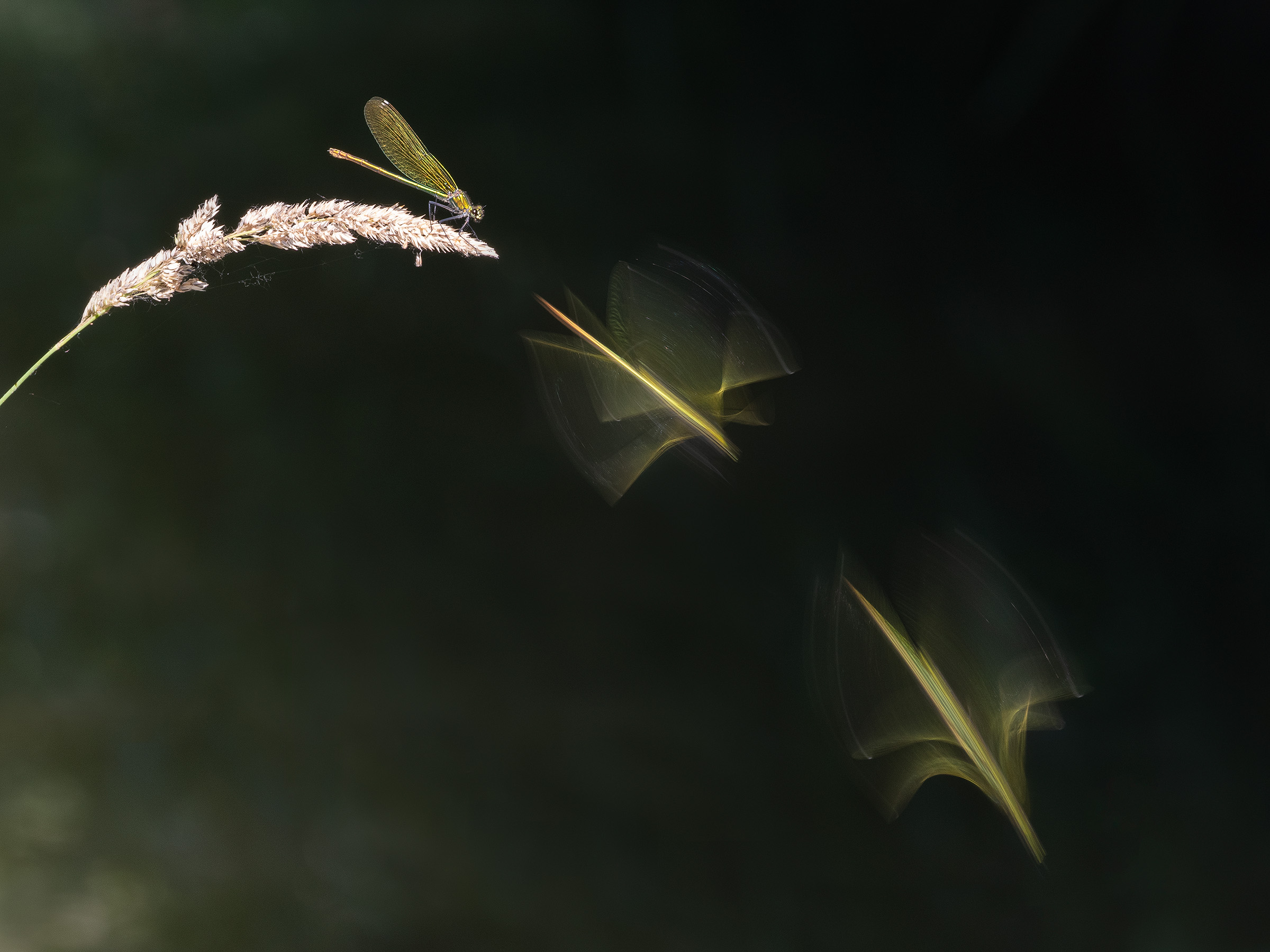 Hunting Dragonfly