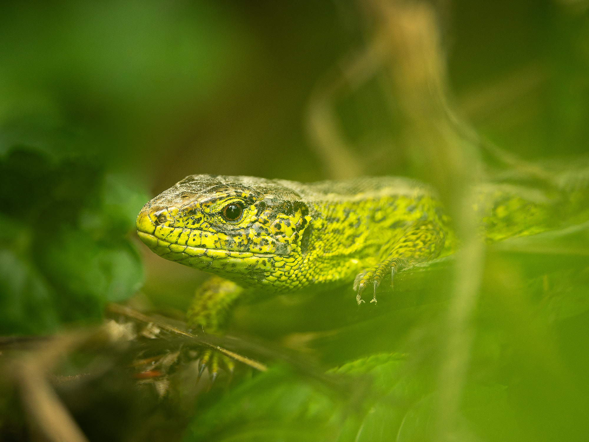 Green Lizard