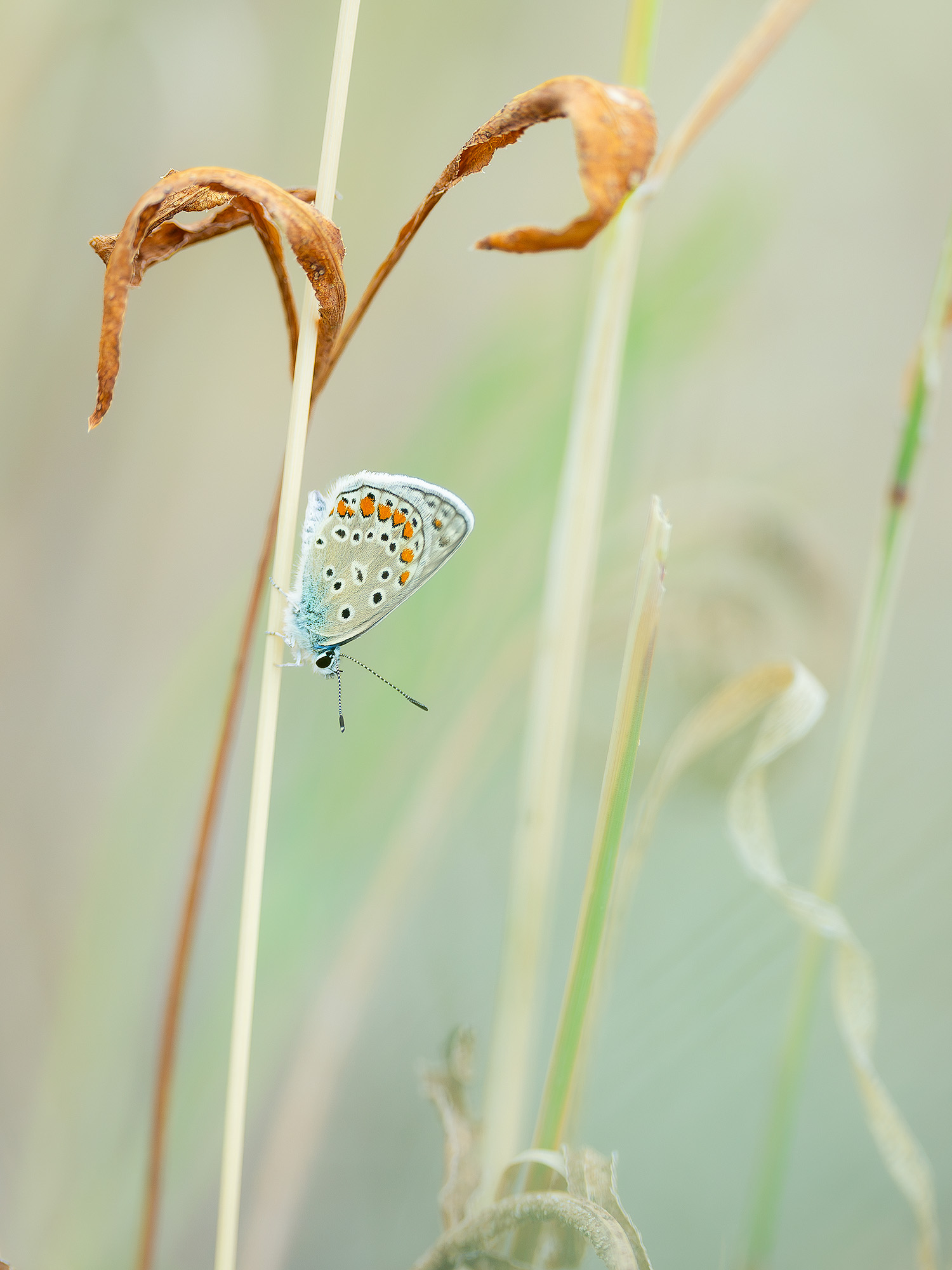 Common Blue