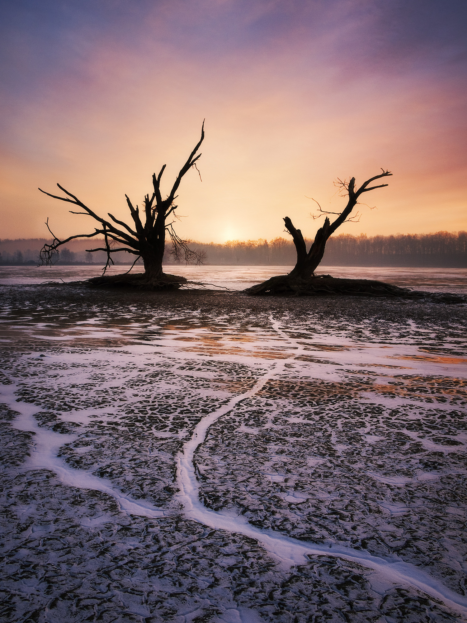 Dying Trees