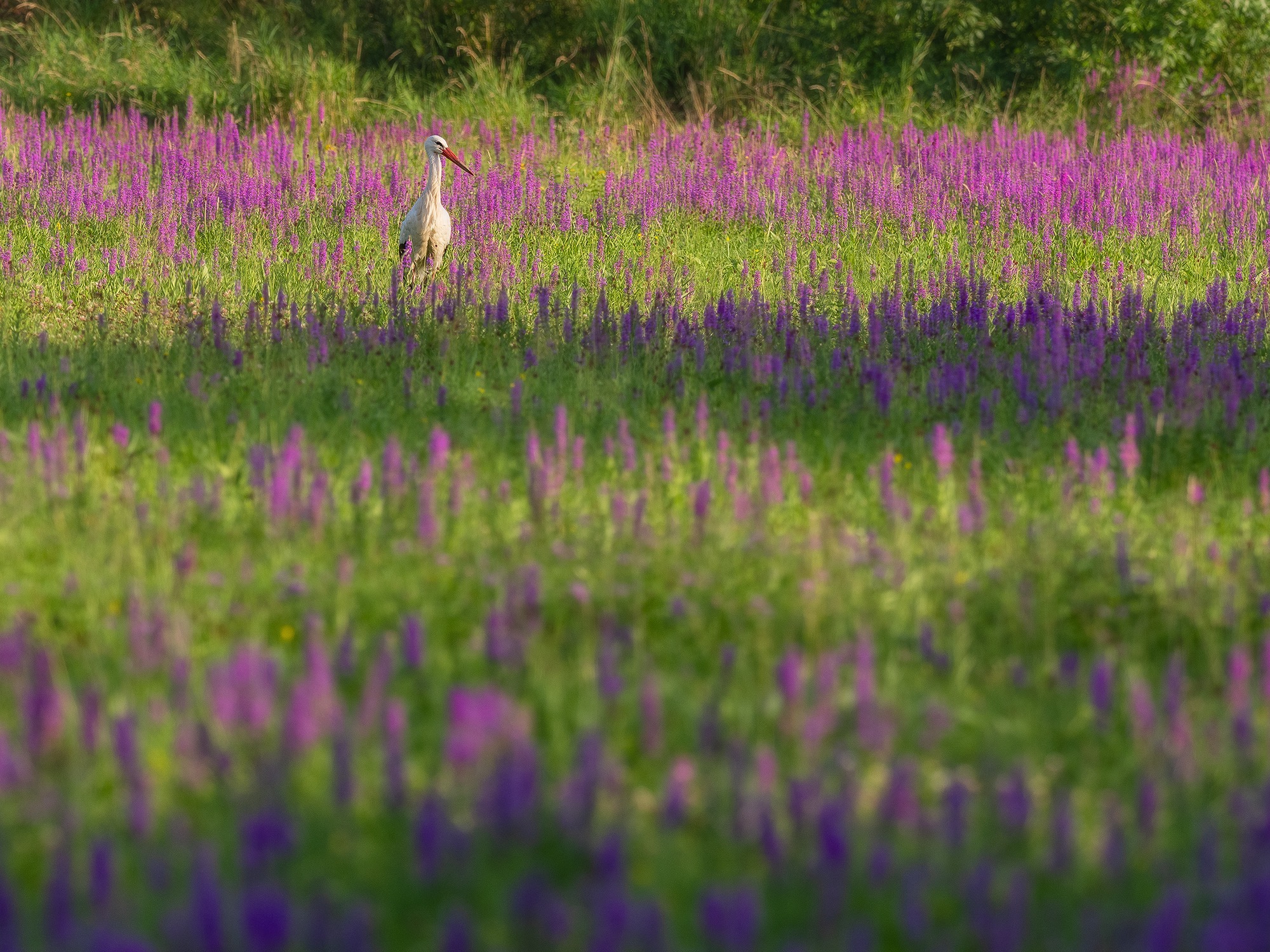 White Stork