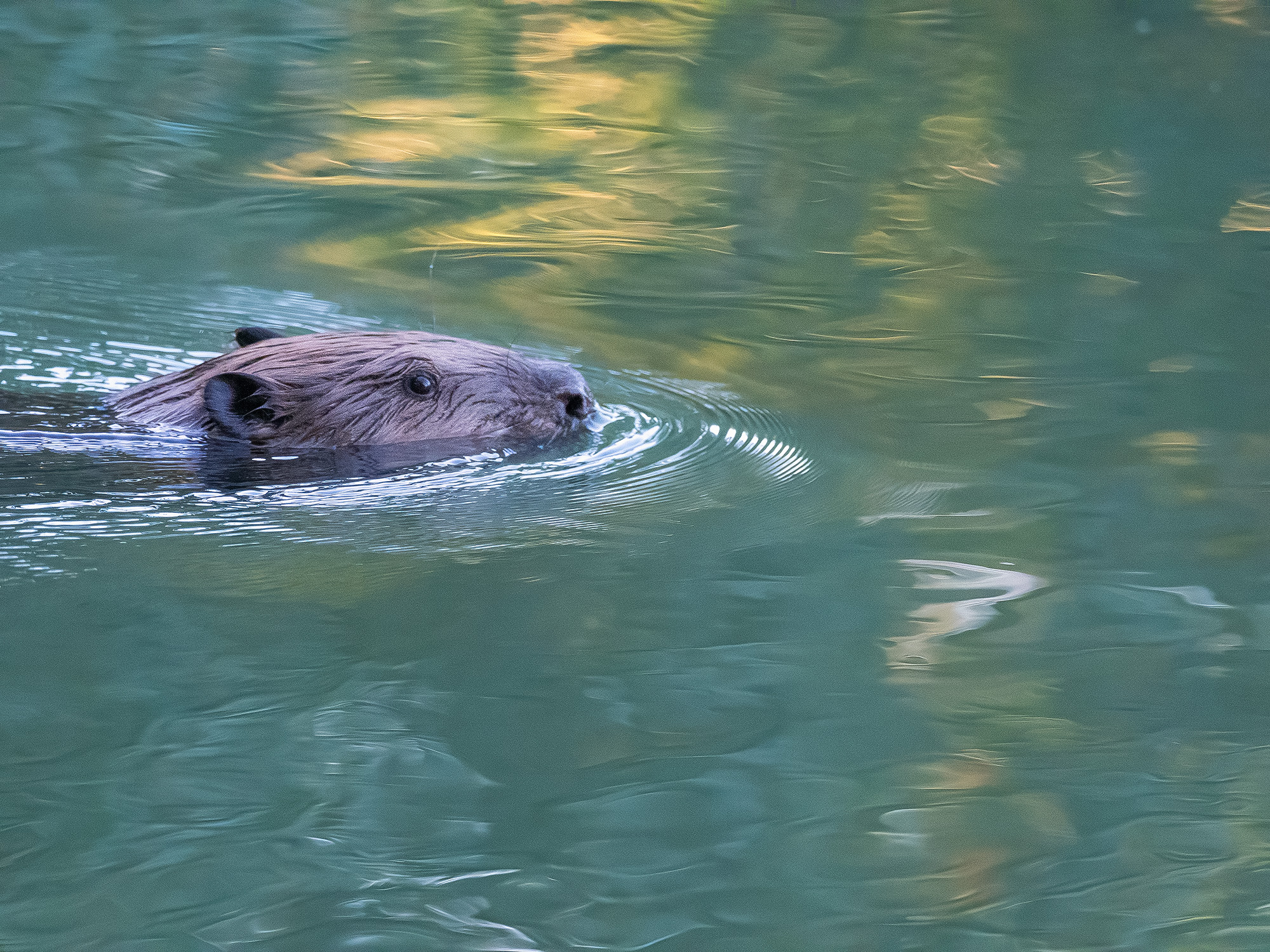 Beaver in Donau Floodplains