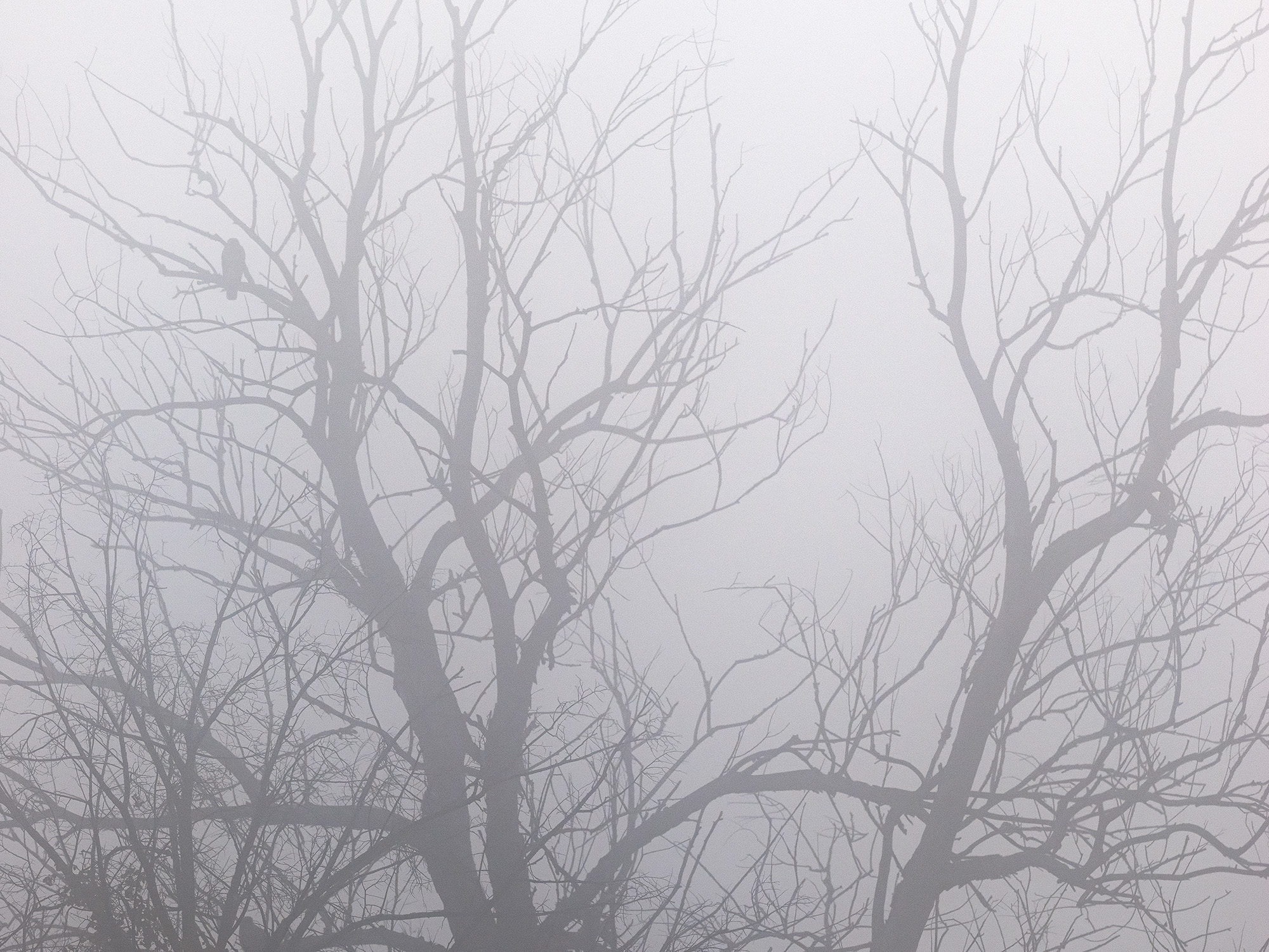 Bird of prey in Mist