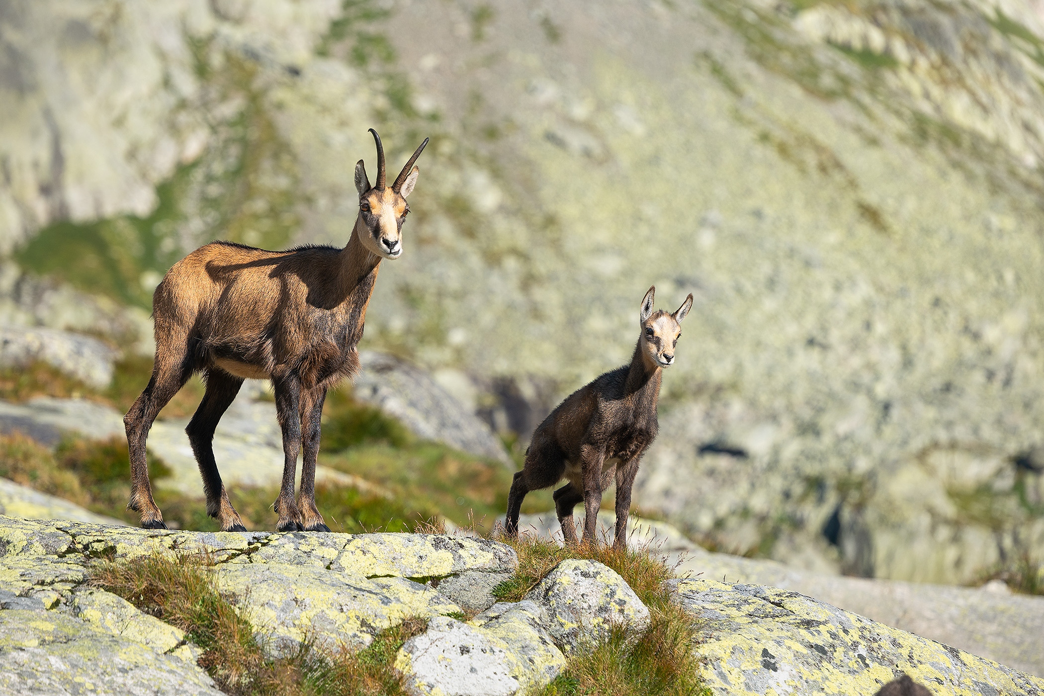 Chamois Family