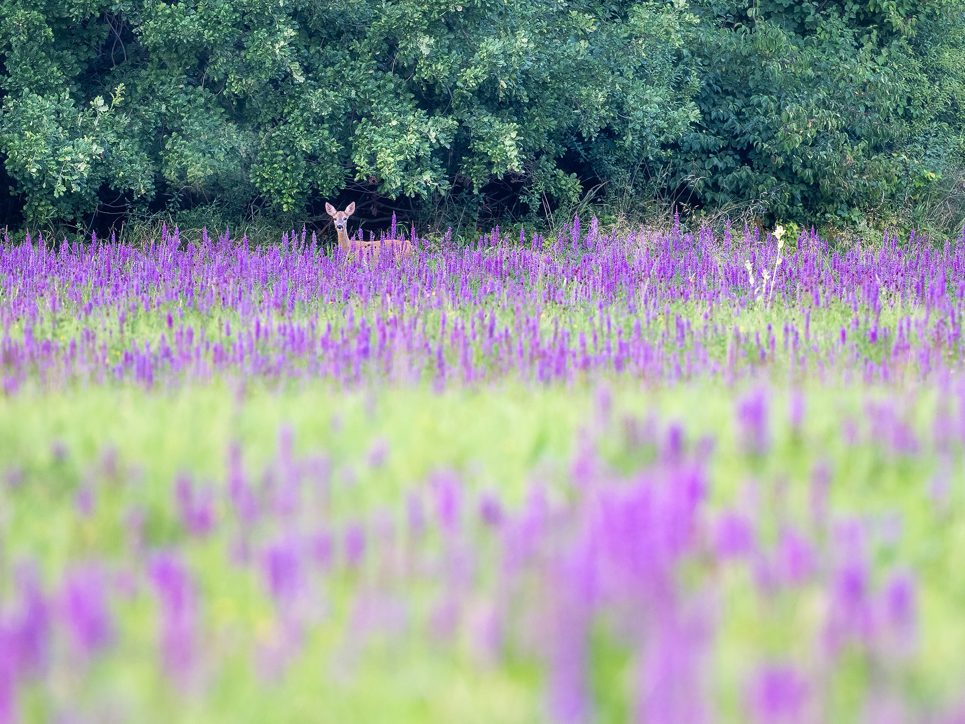 Doe at the Edge of Meadow