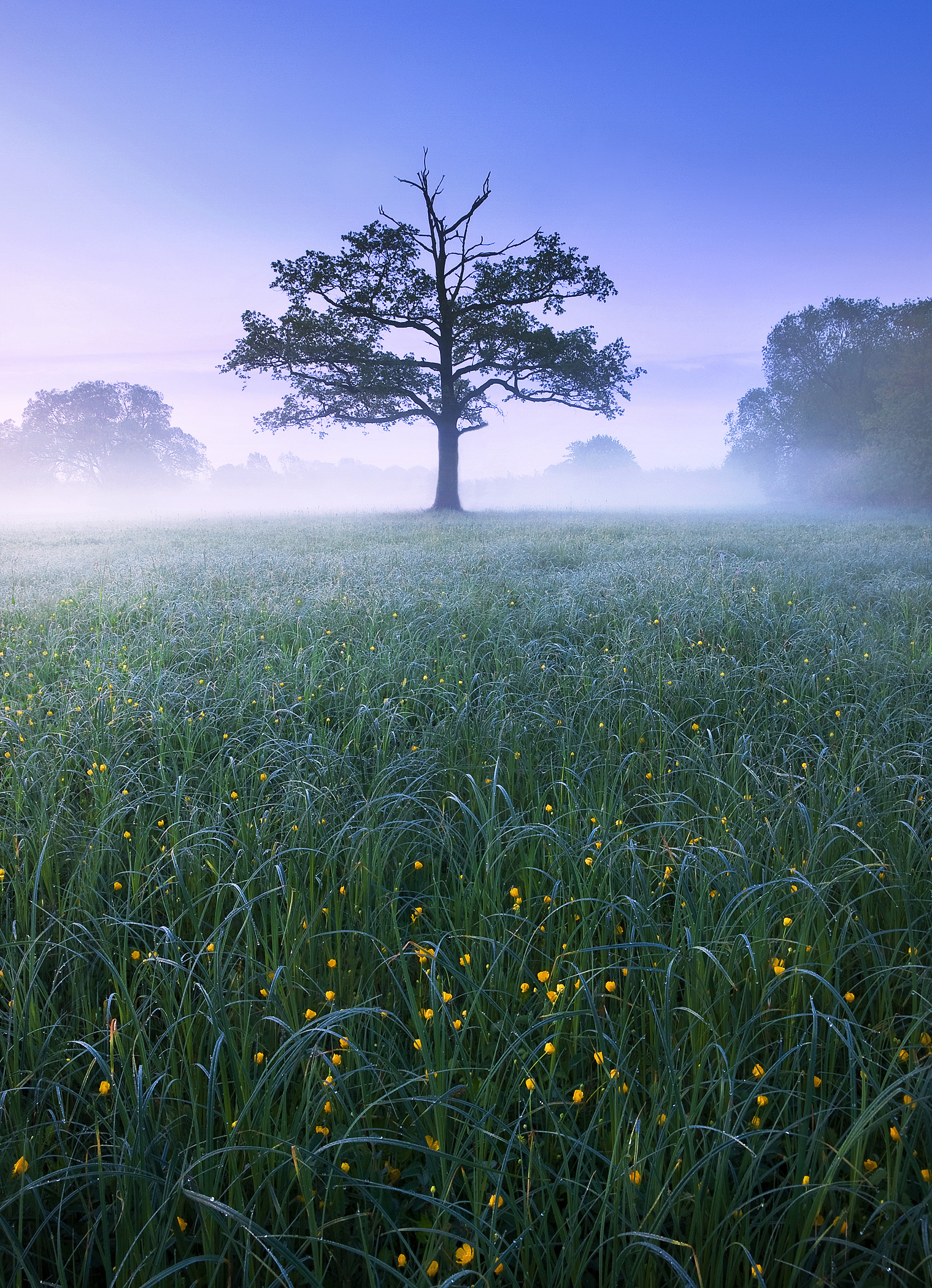 Lone Tree