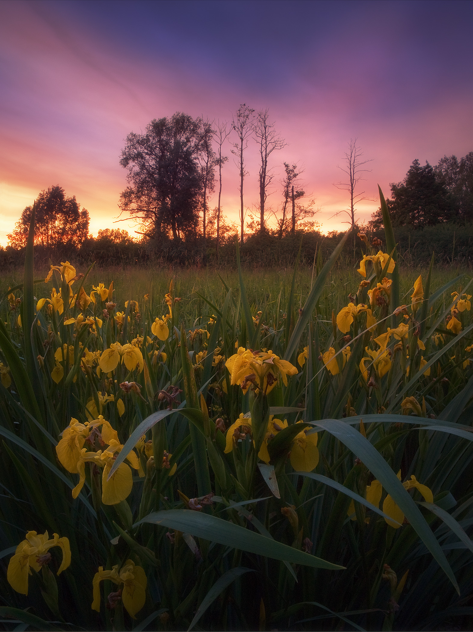 Irise Sunrise