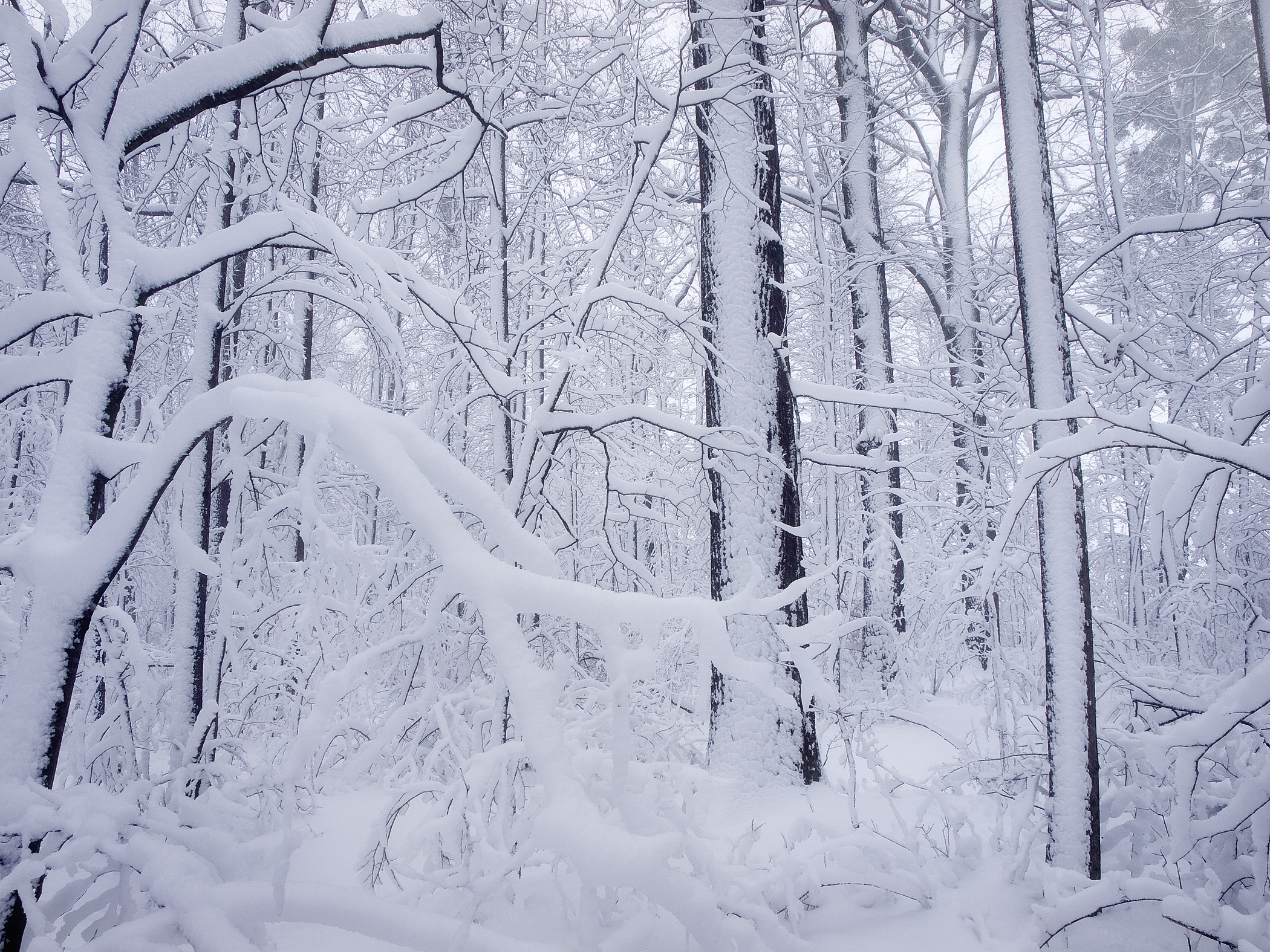 Lužní les pod sněhem