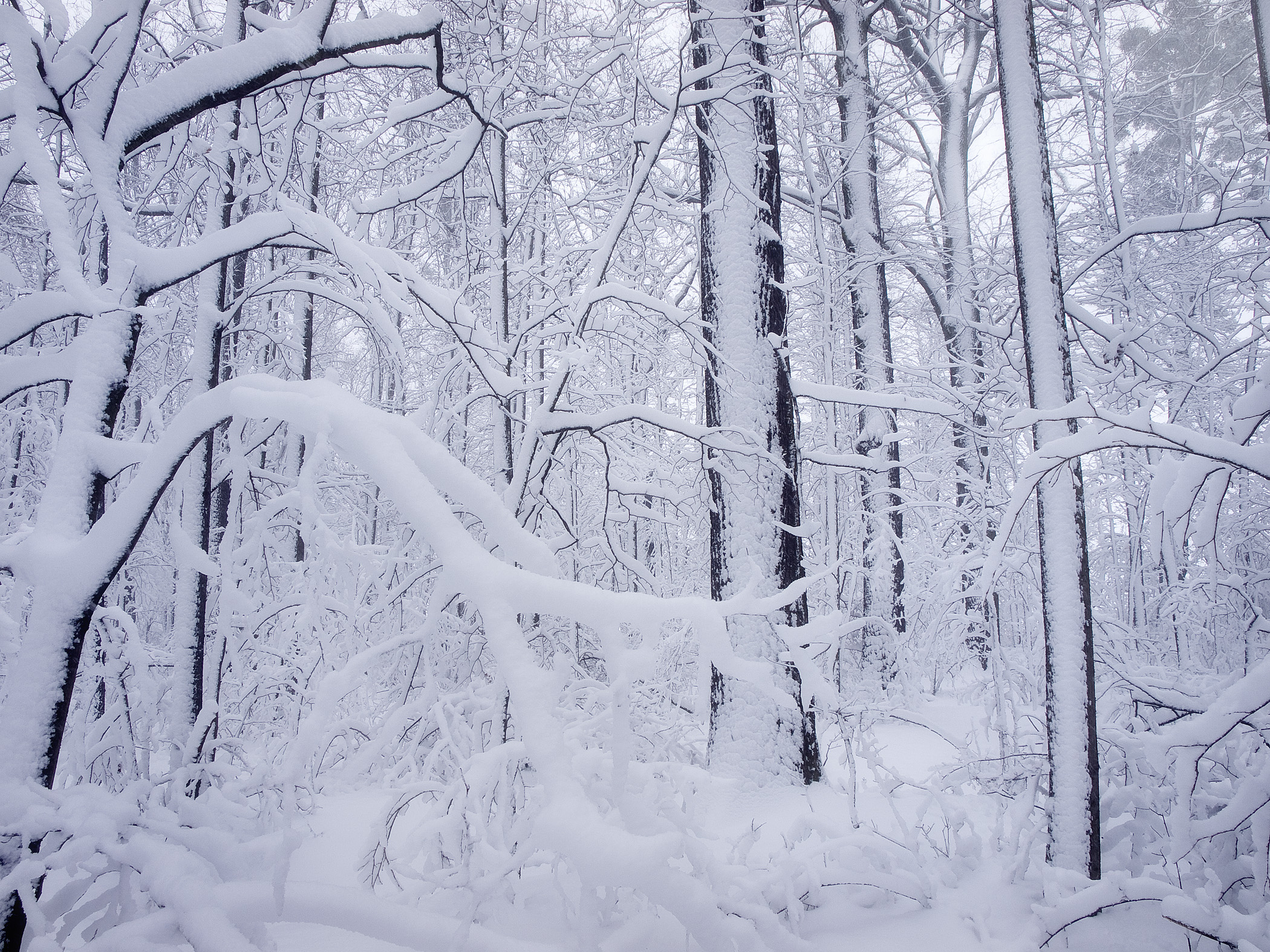 Floodplain Forest in Snow