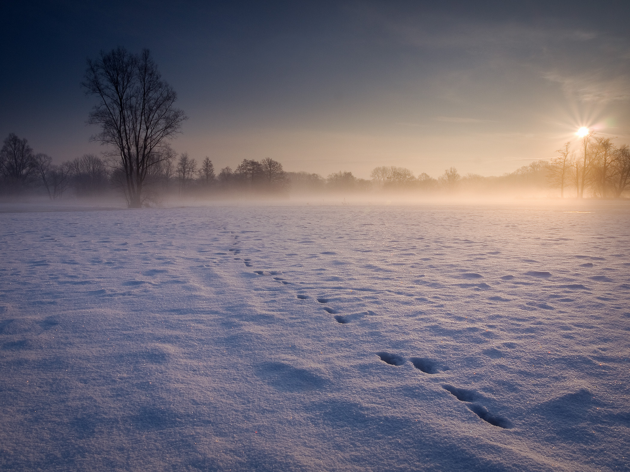 Meadows in Winter