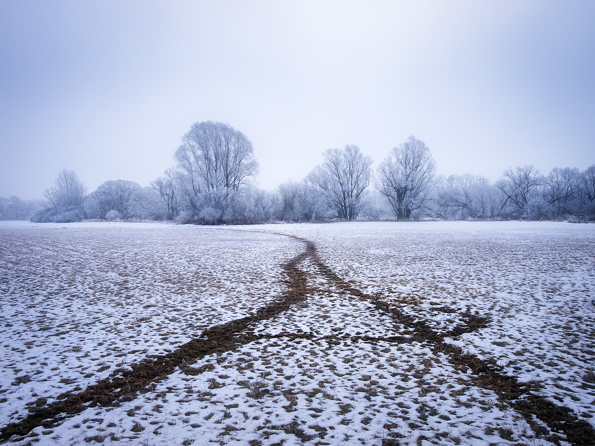 Beaver Paths