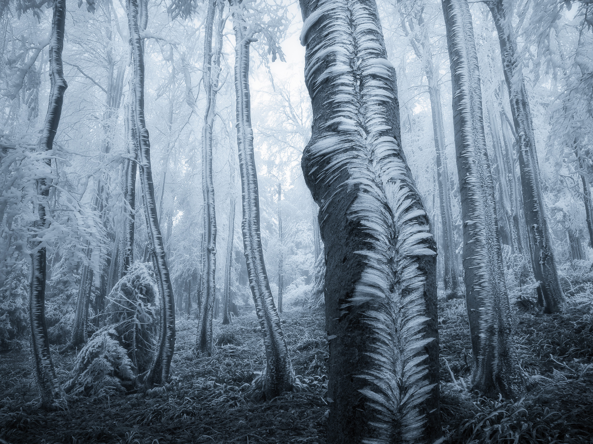 Frost on the Trees