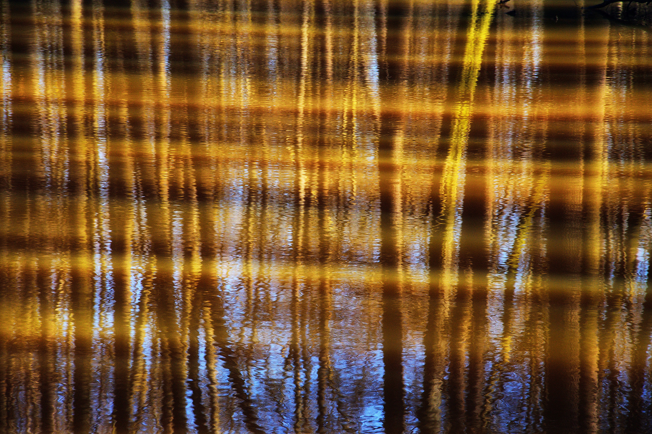 Forest Reflection