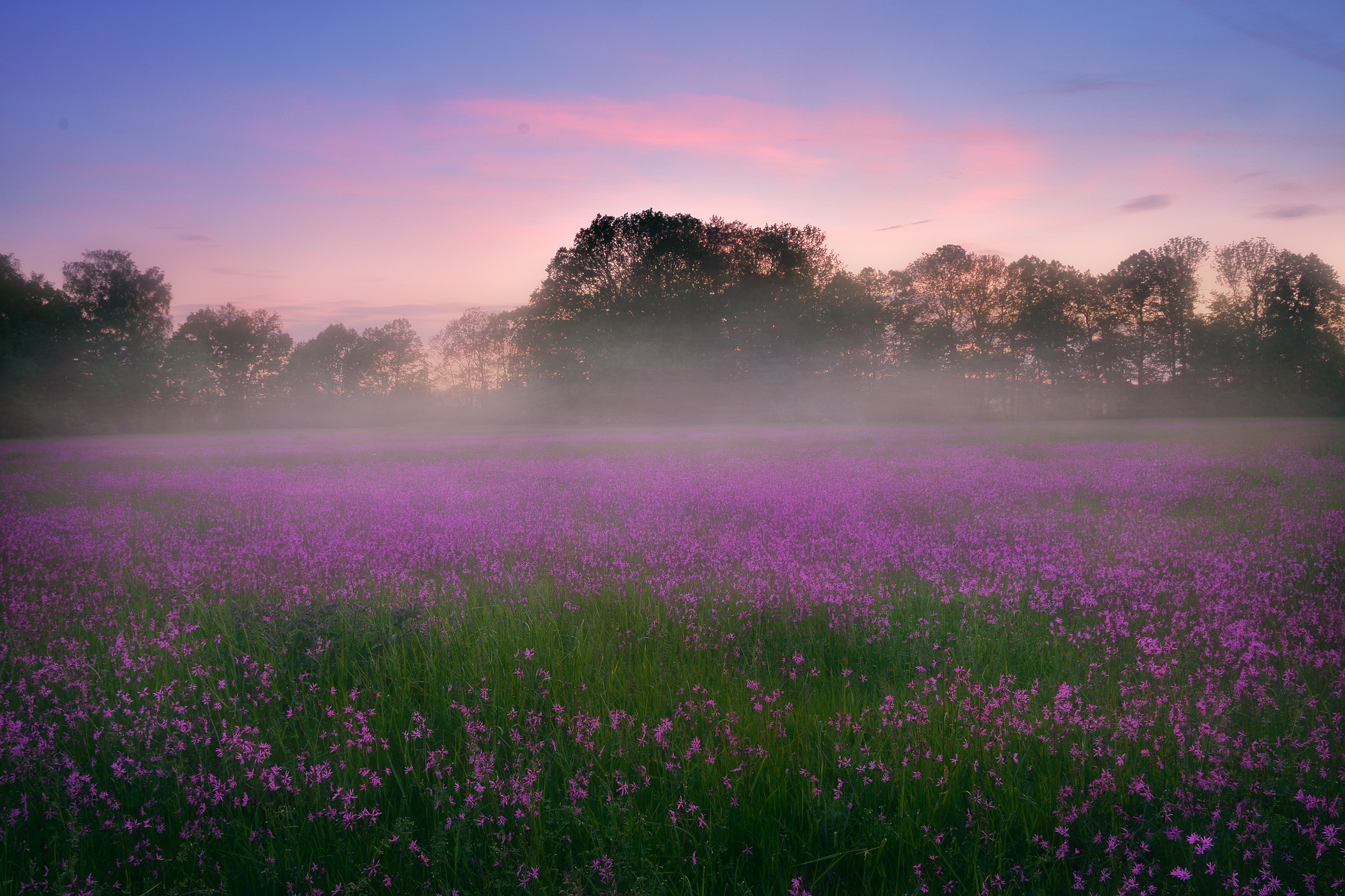 Thousands of Flowers