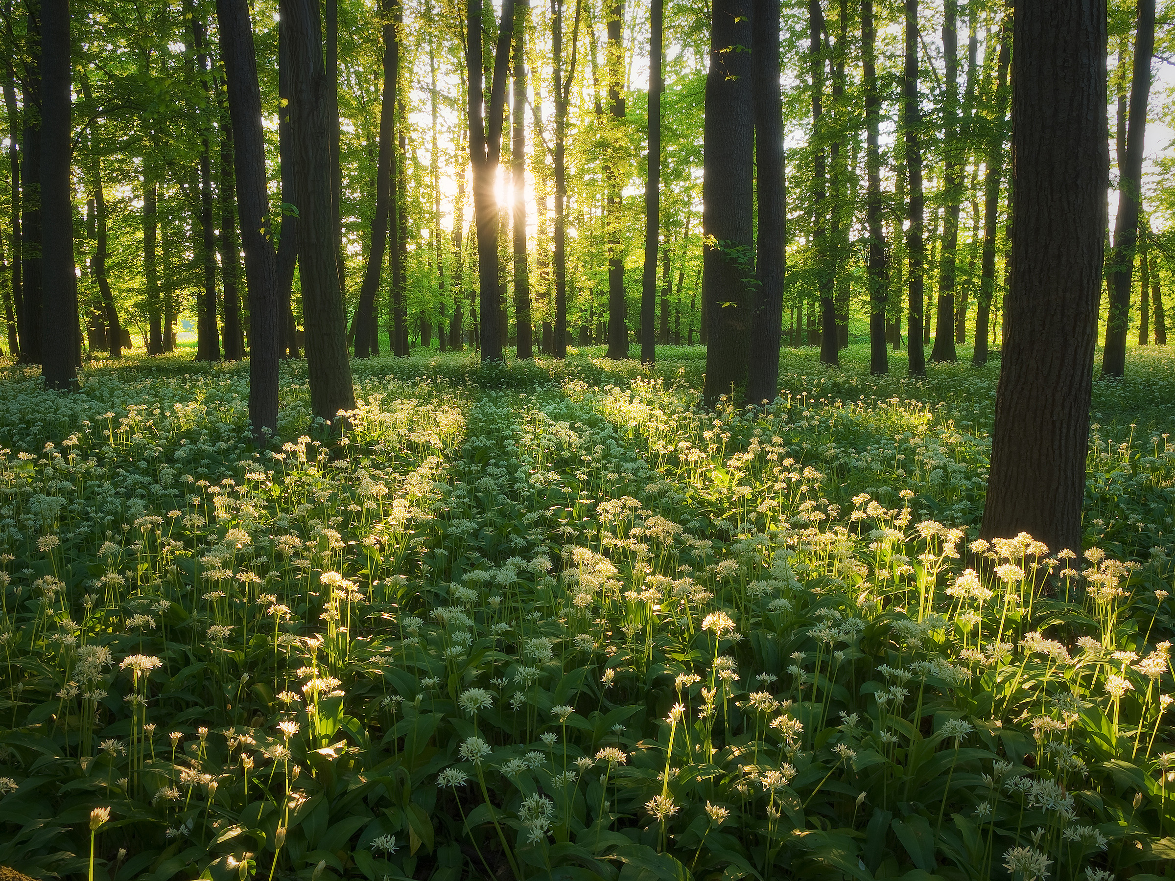 Wild Garlic in Bloom