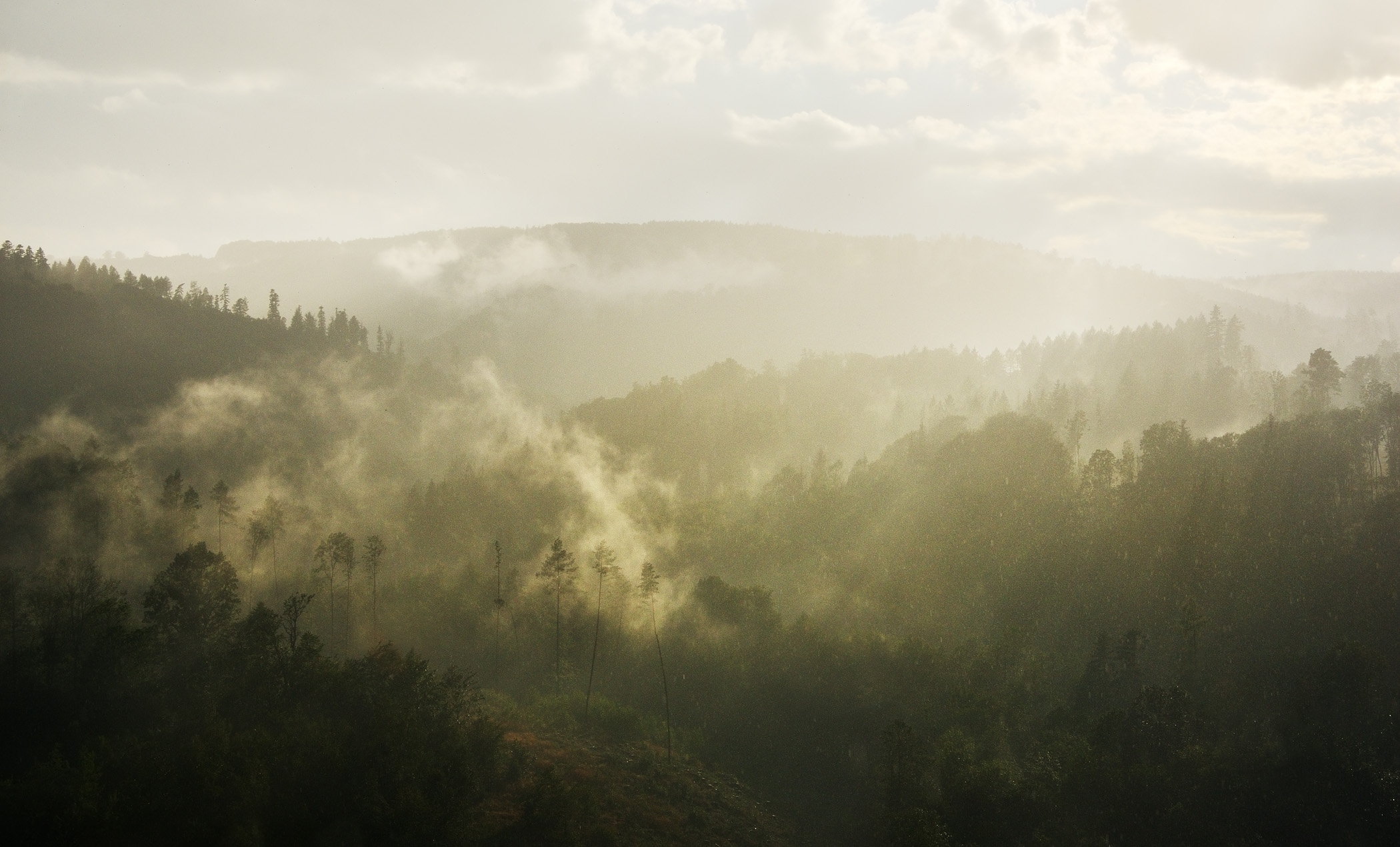 Forest after Rain