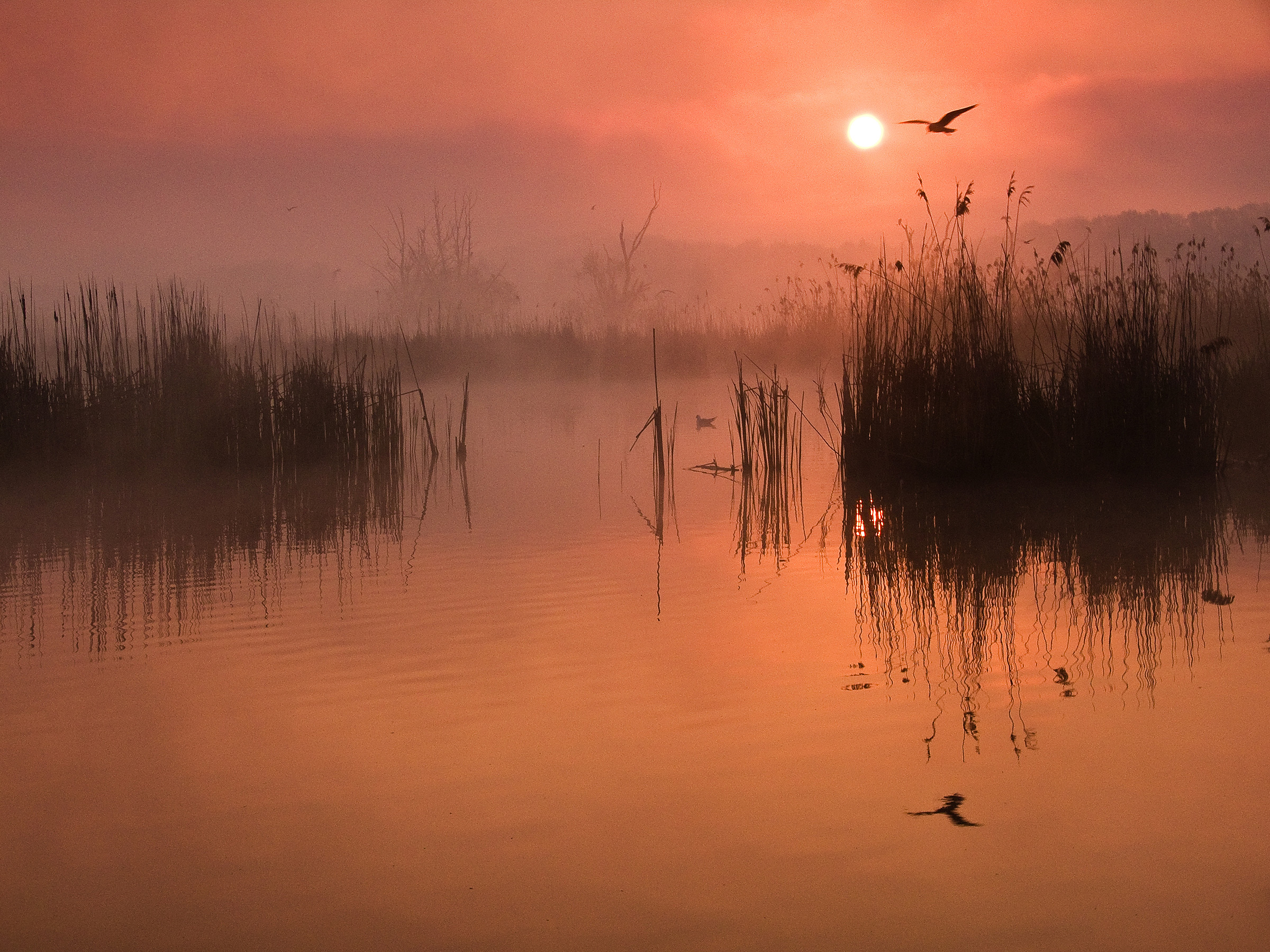 Morning at Kotvice Pond