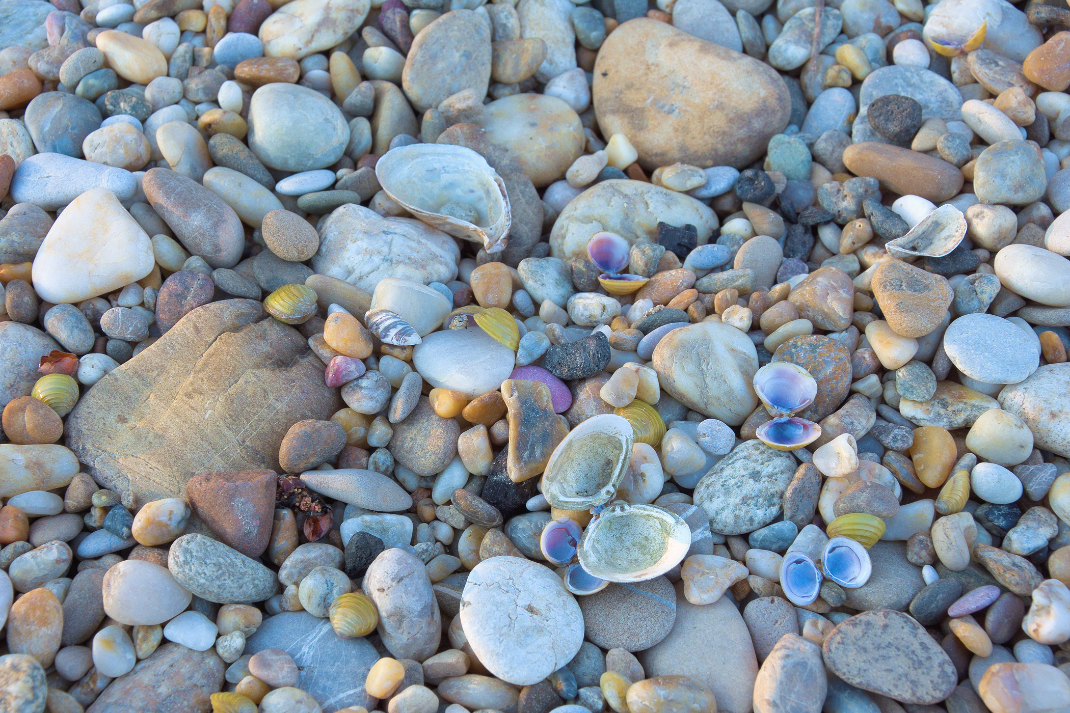 River Shells