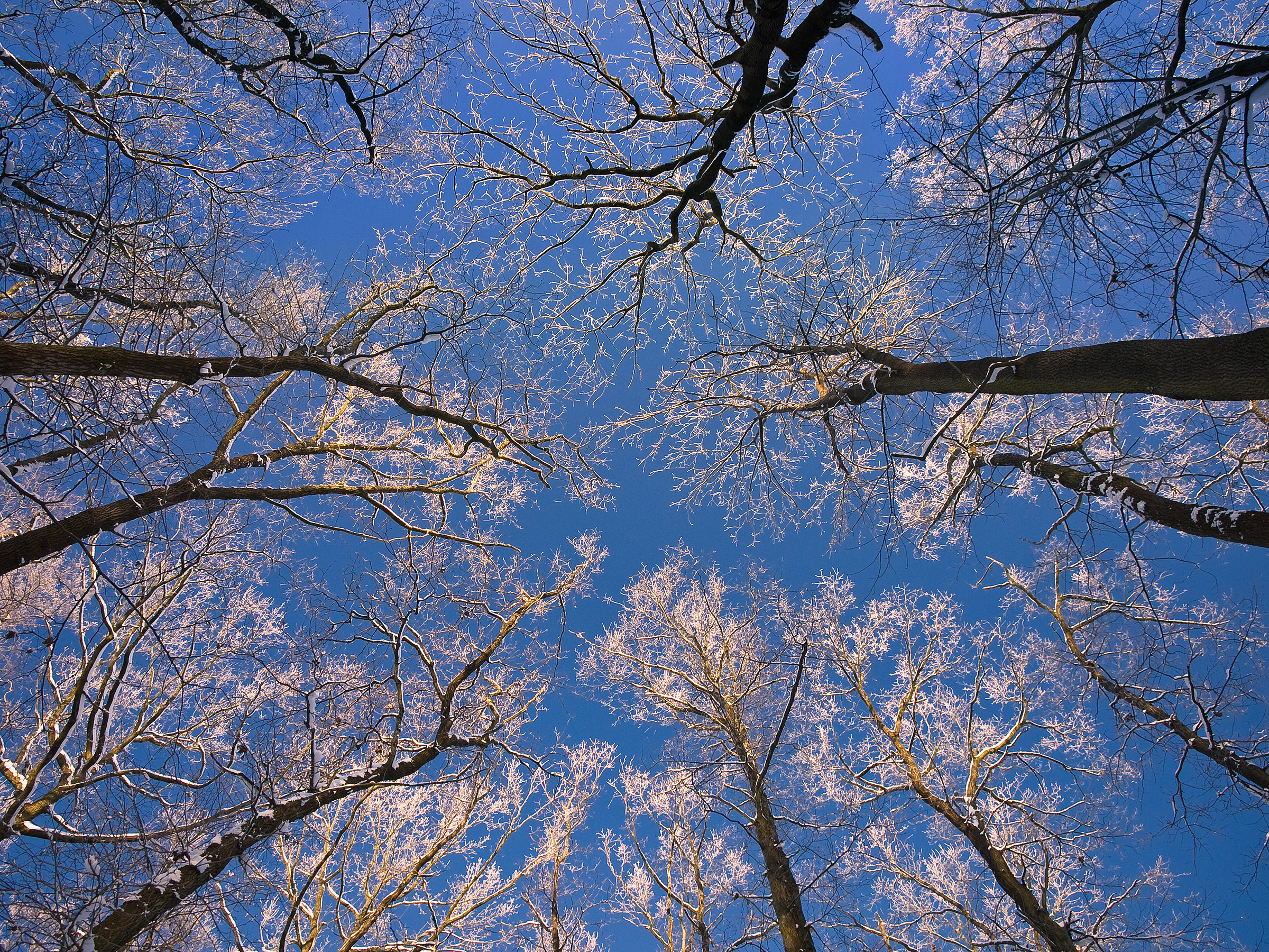 Zmrzlé koruny stromů