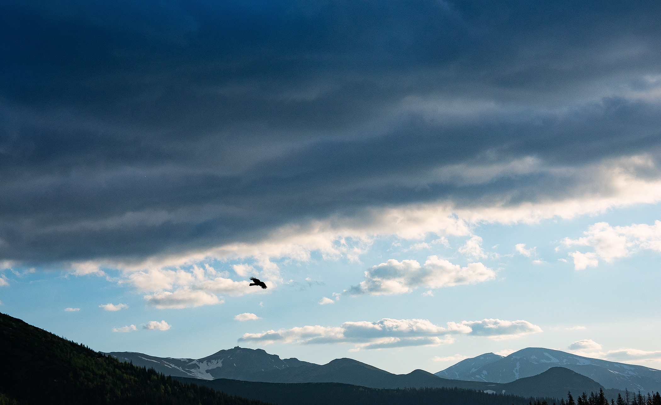 Raven in Mountains