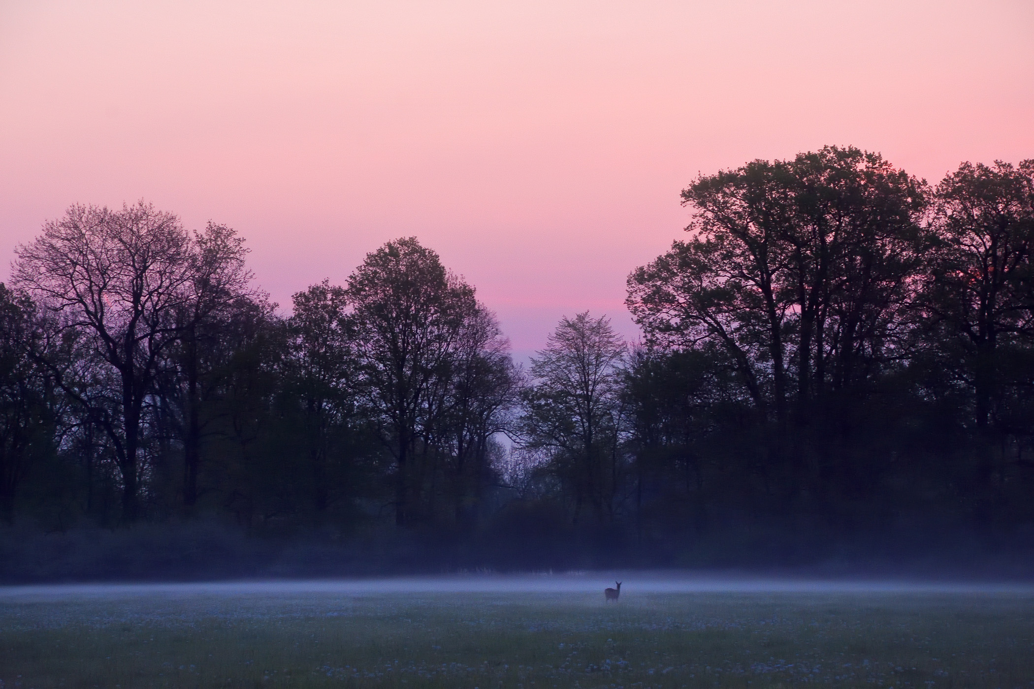 Doe in Meadow