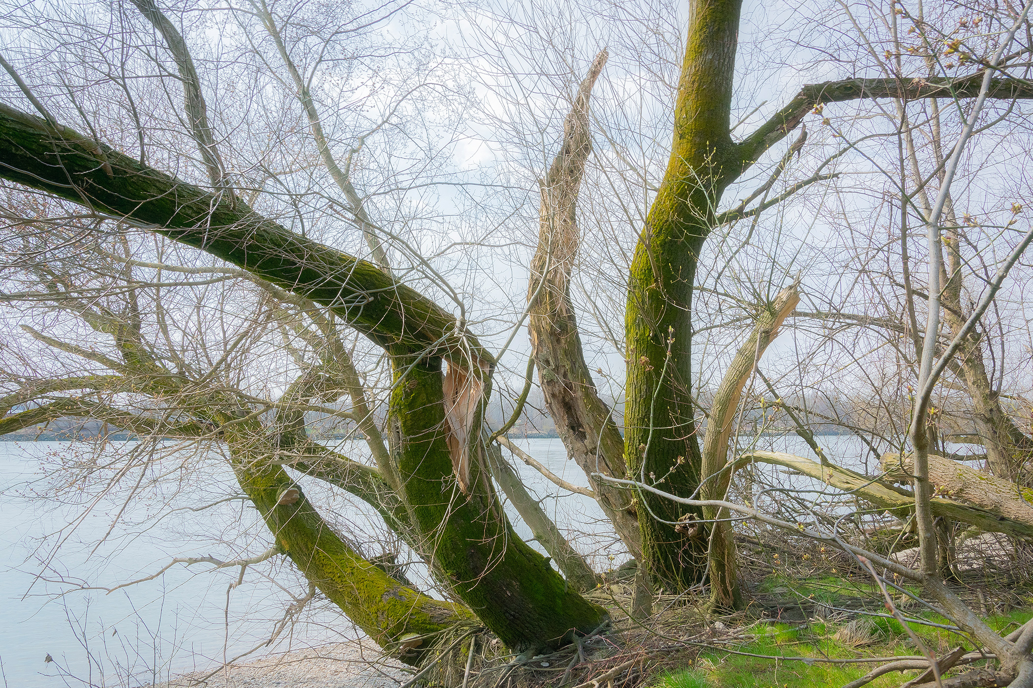 Willows at Donau River