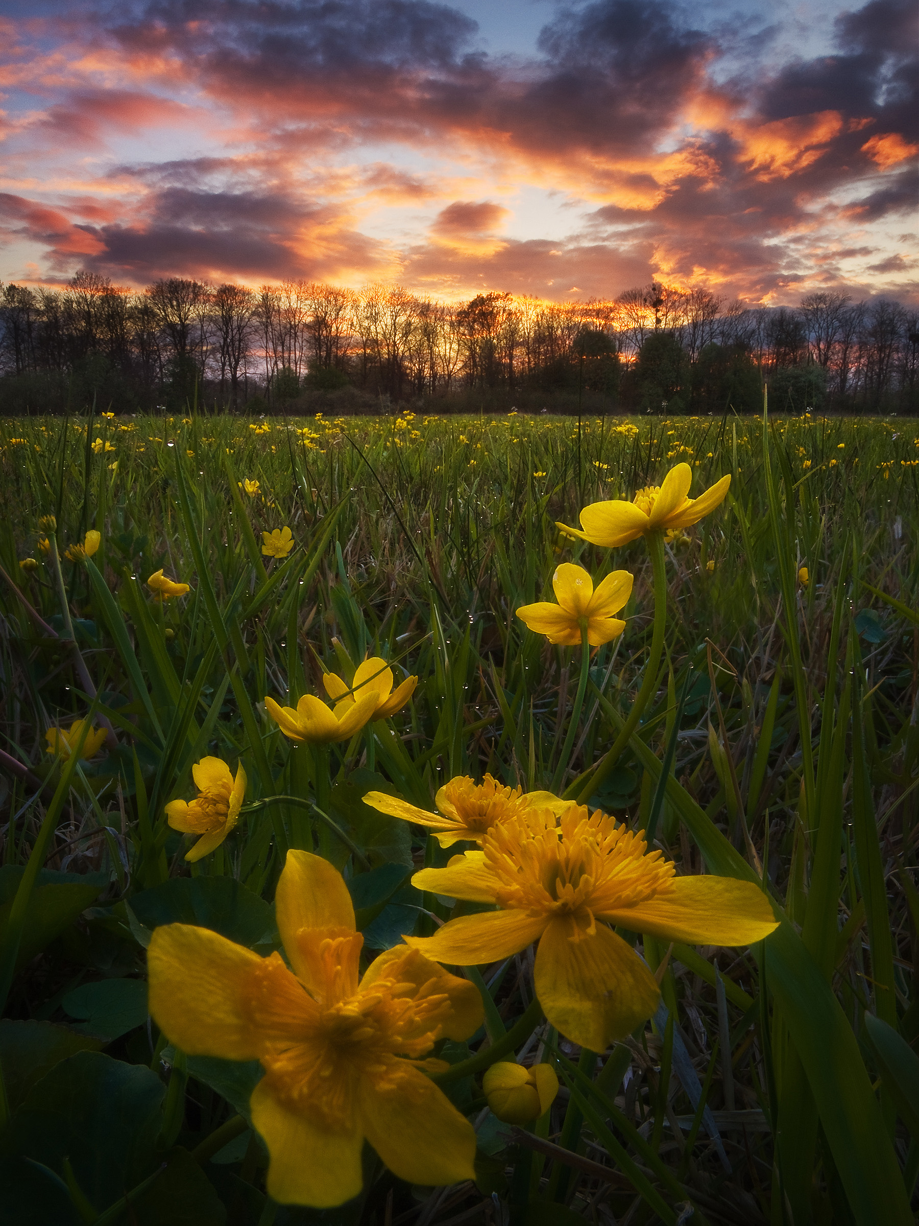 Marsh Marigold