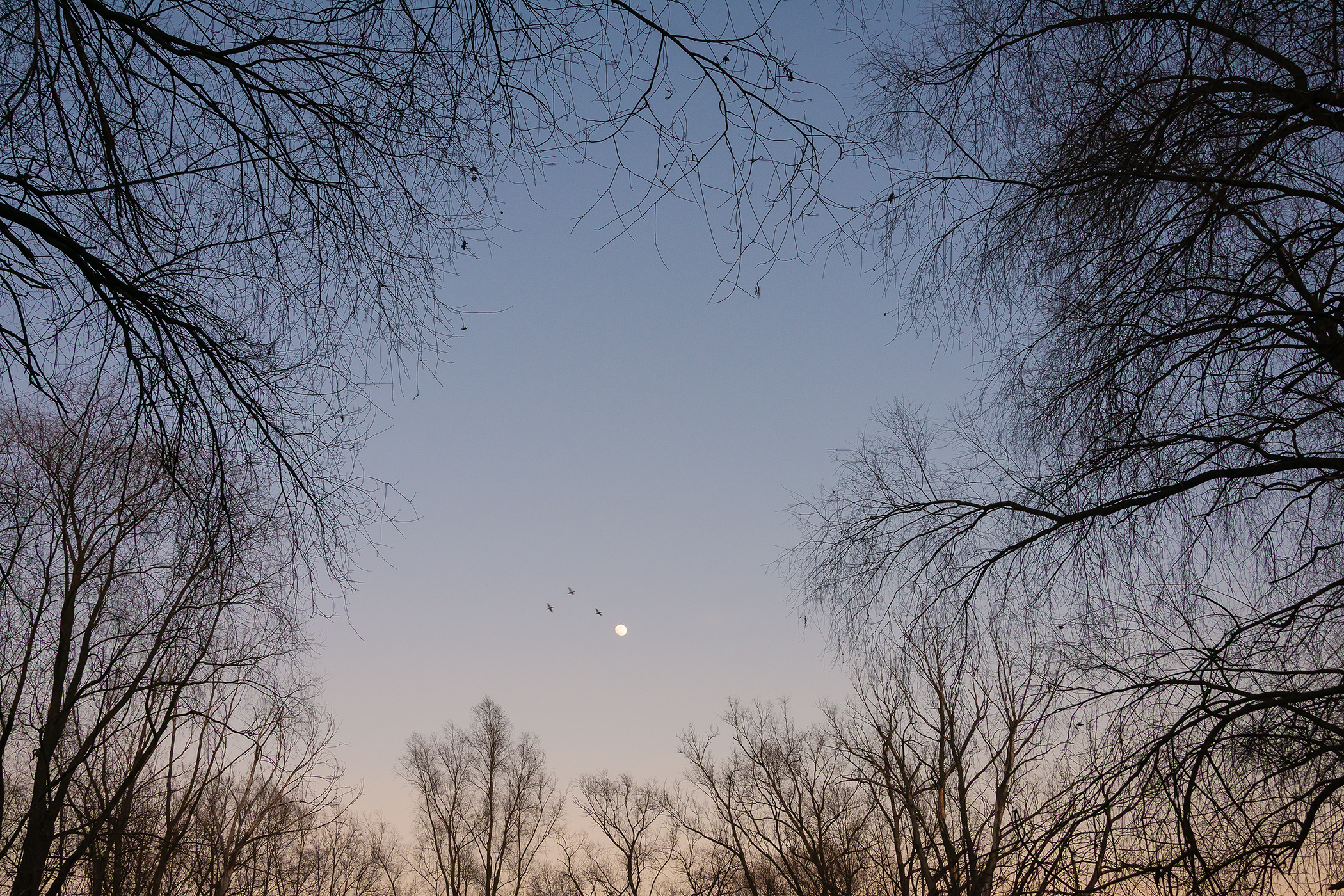 Evening at the Floodplain Forest