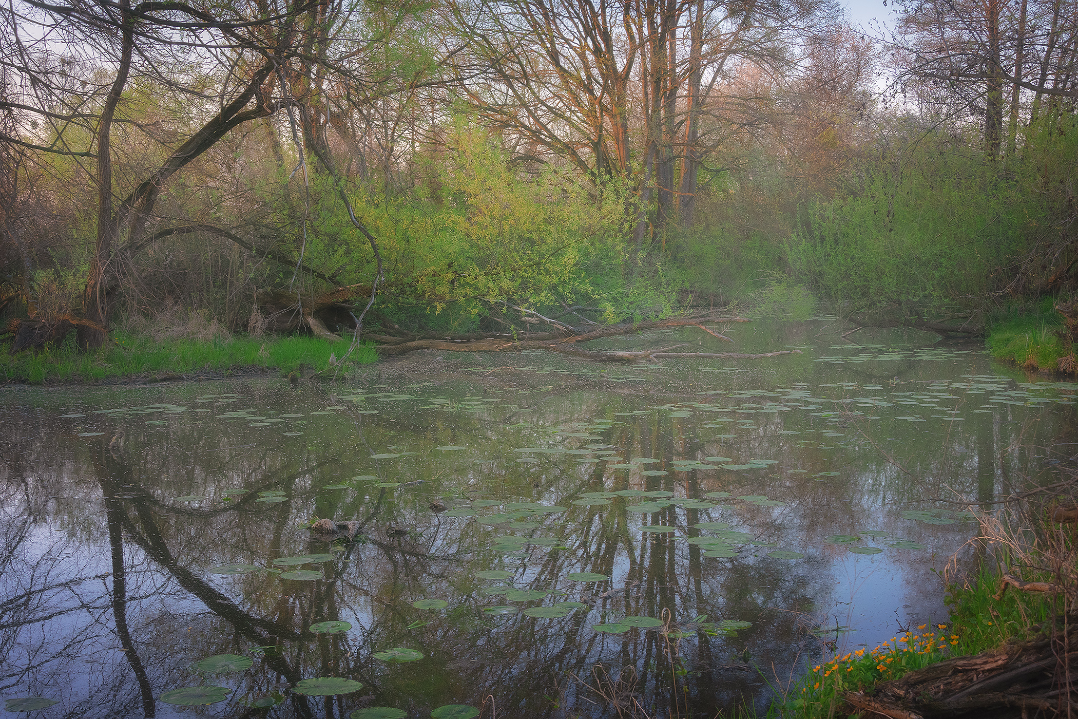 Dead Meanders of Odra River