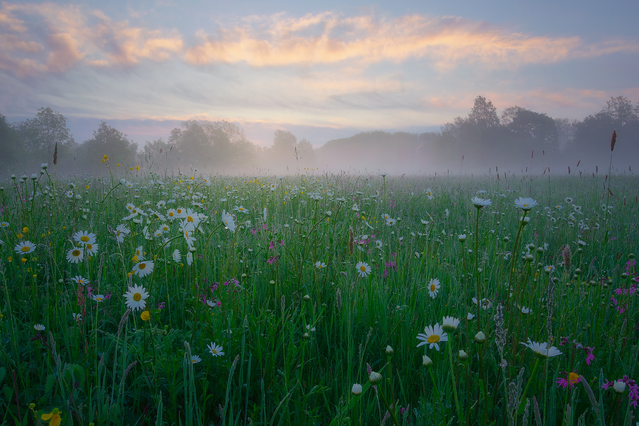 Meadows at the Morning
