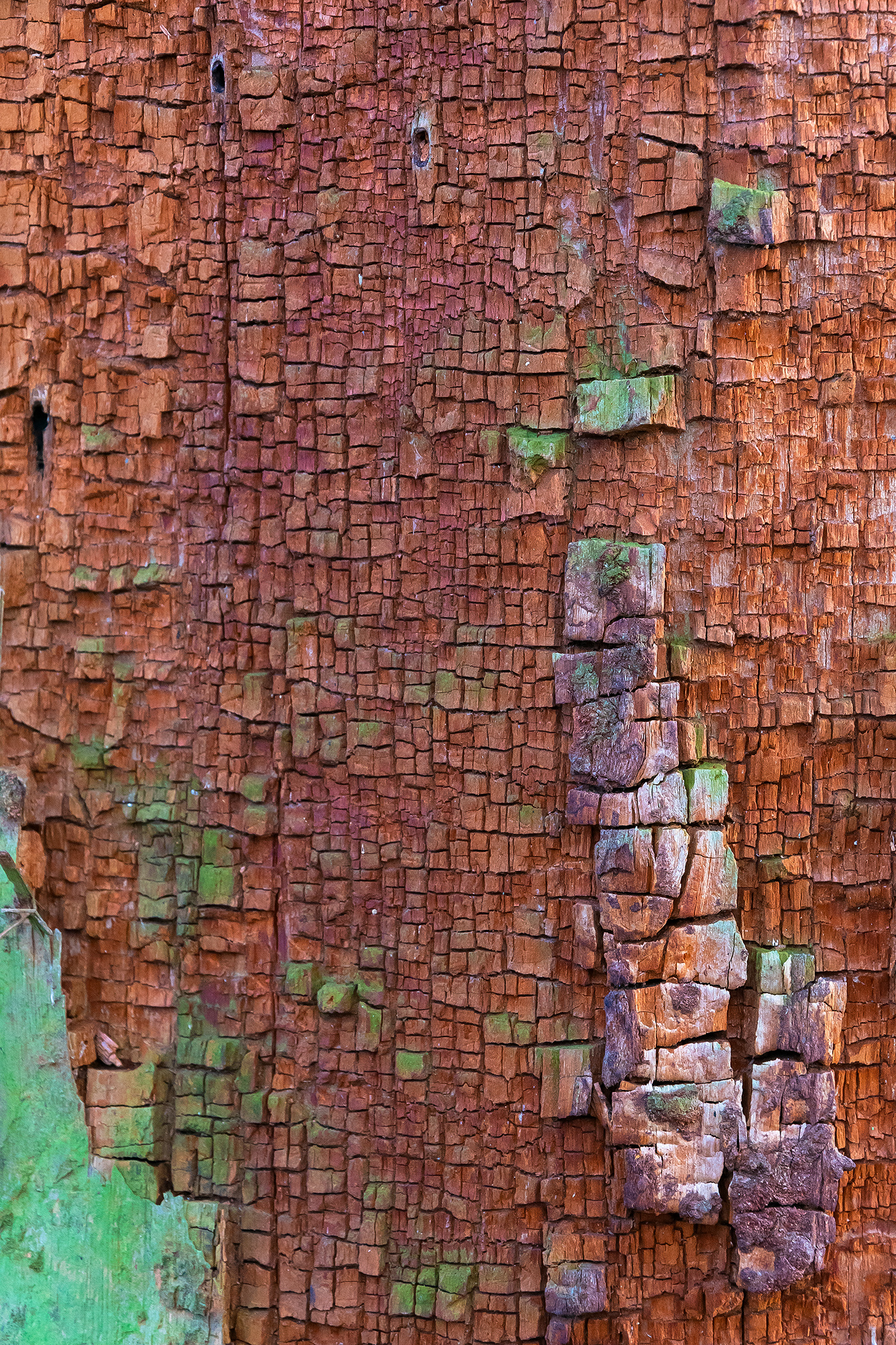 Tree Trunk