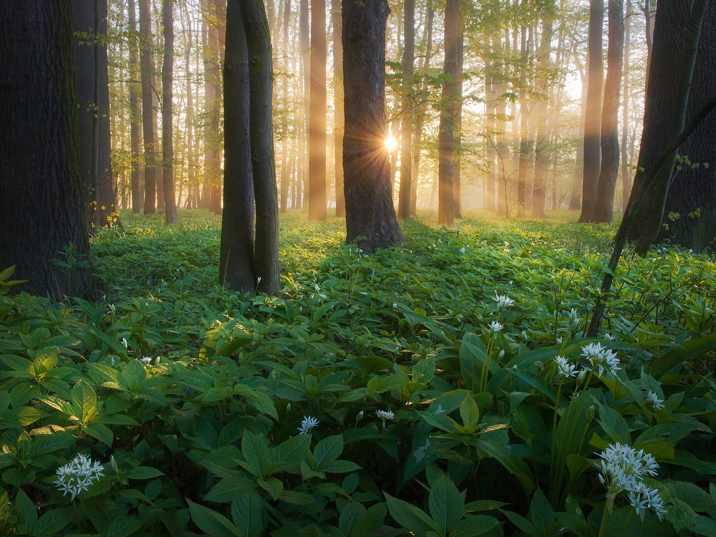 Spring Forest