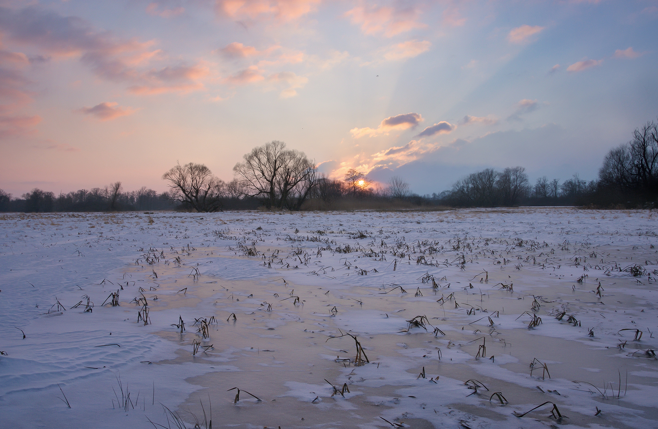 Winter Evening on Meadows