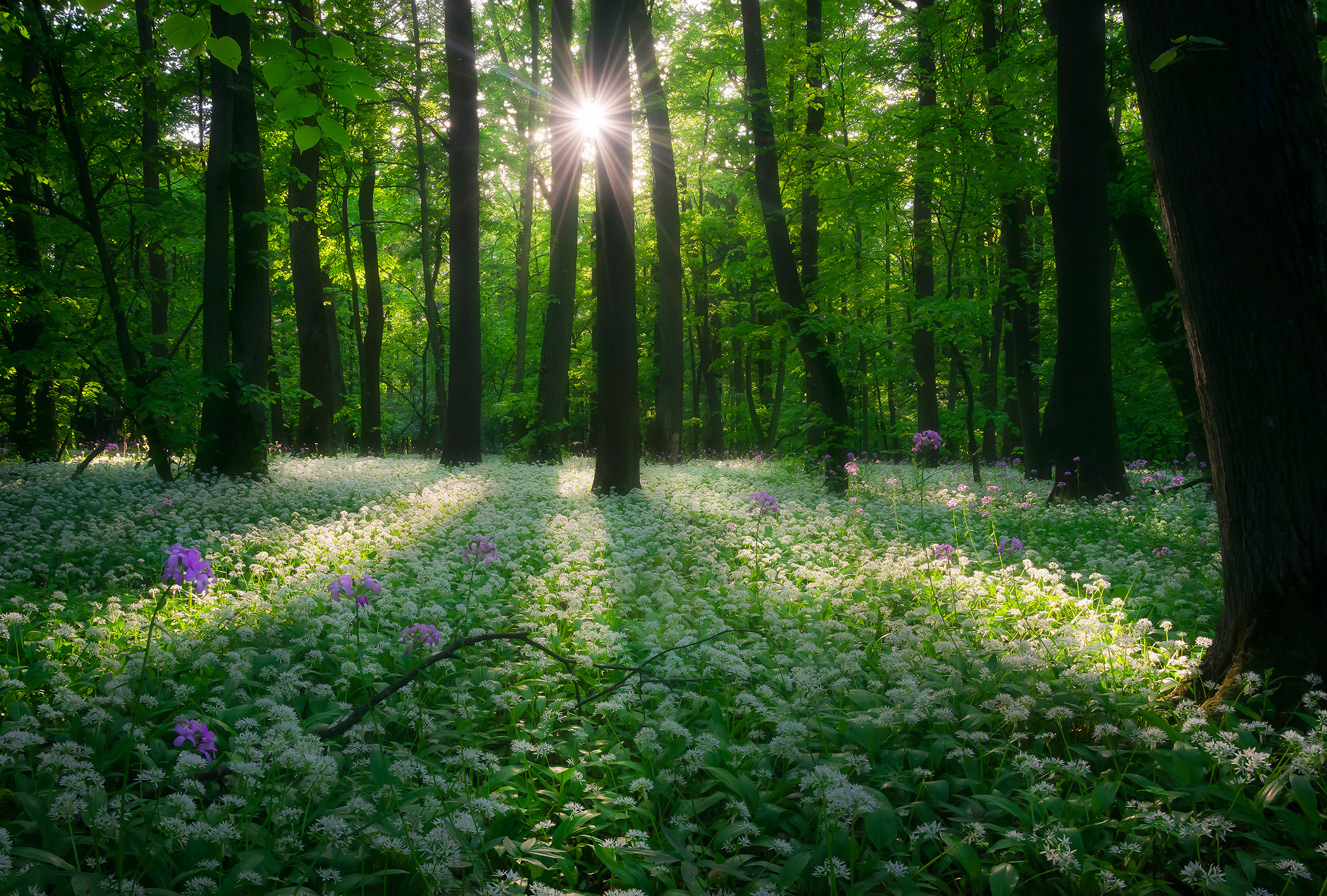 Wild Garlic in Carpathians
