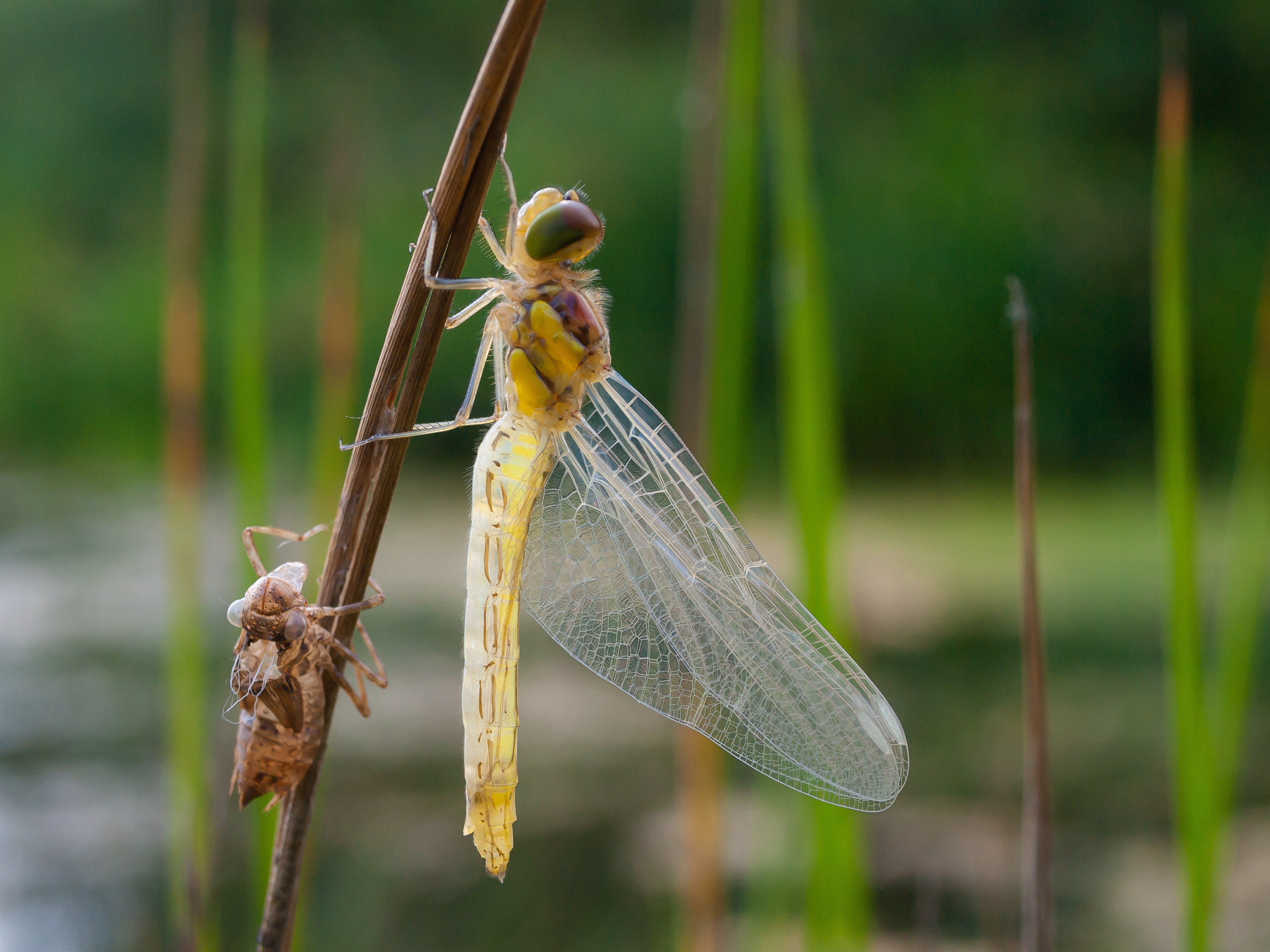 Dragonfly with Old Skin