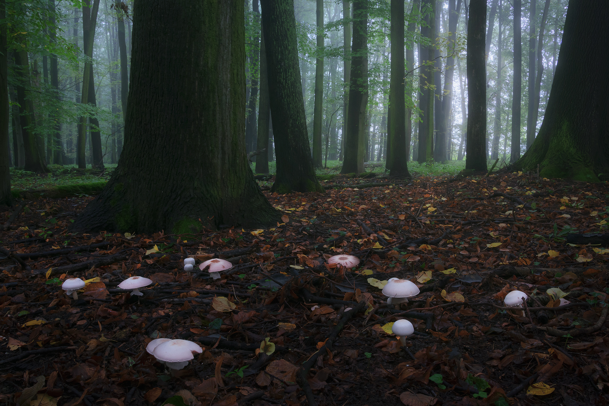 Mushrooms in Forest