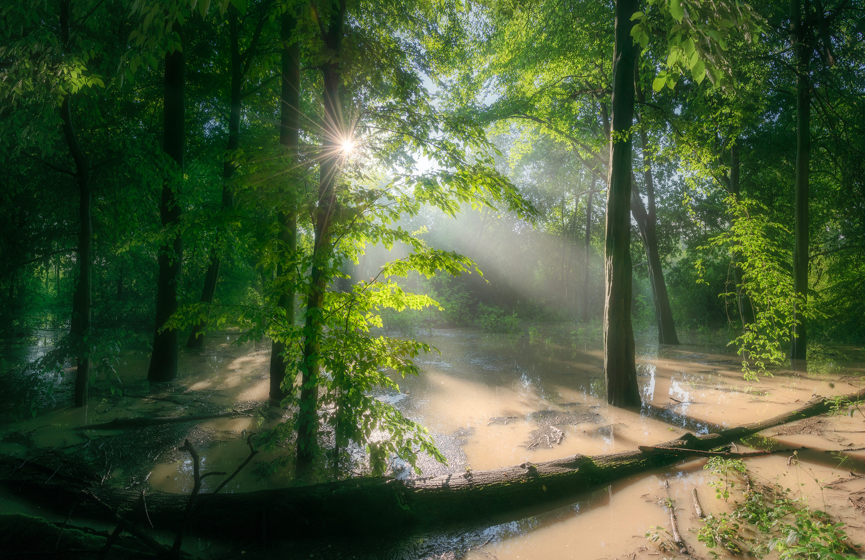 Flooded Forest