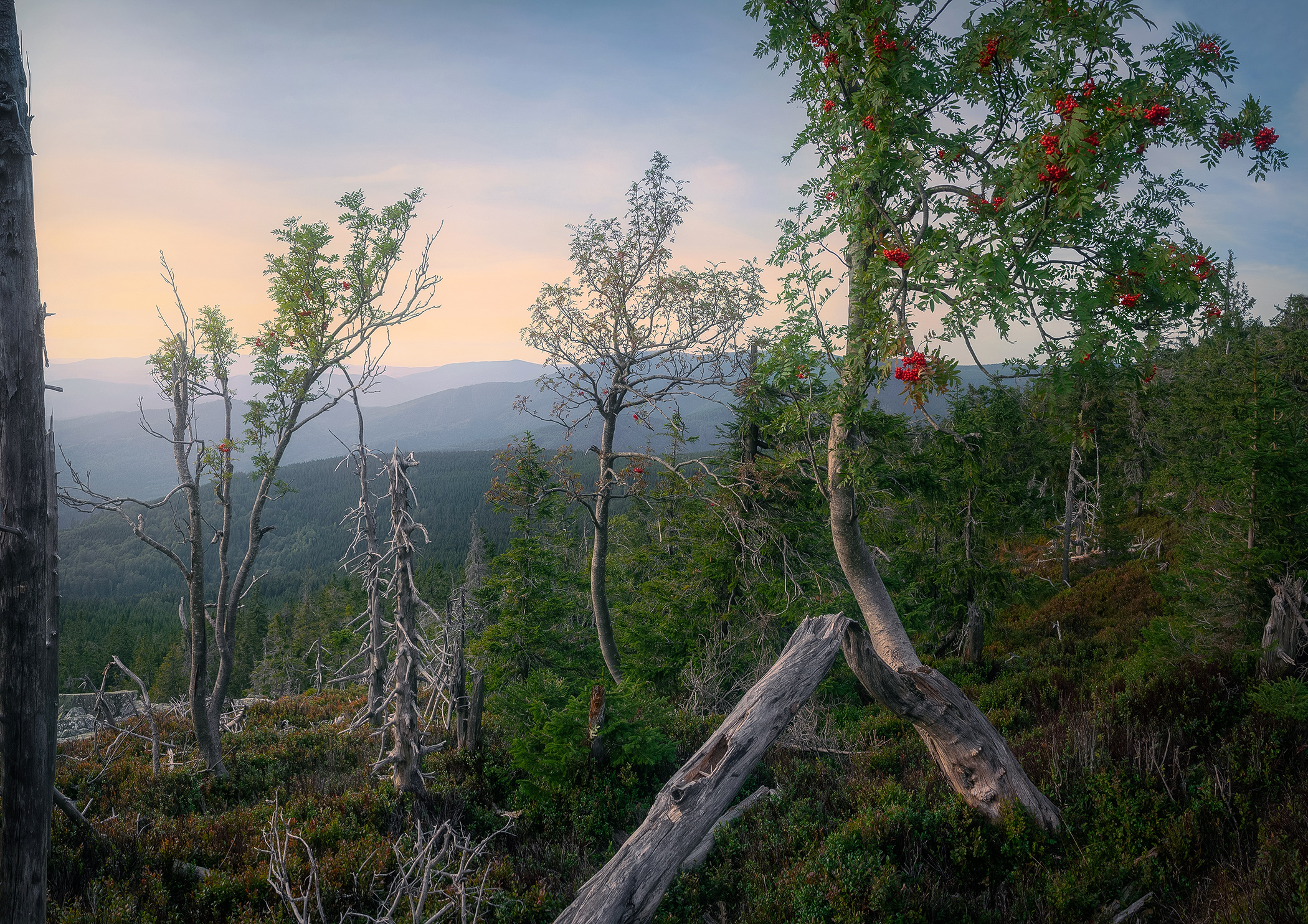 Rowanberry Trees in Jeseníky Mountains