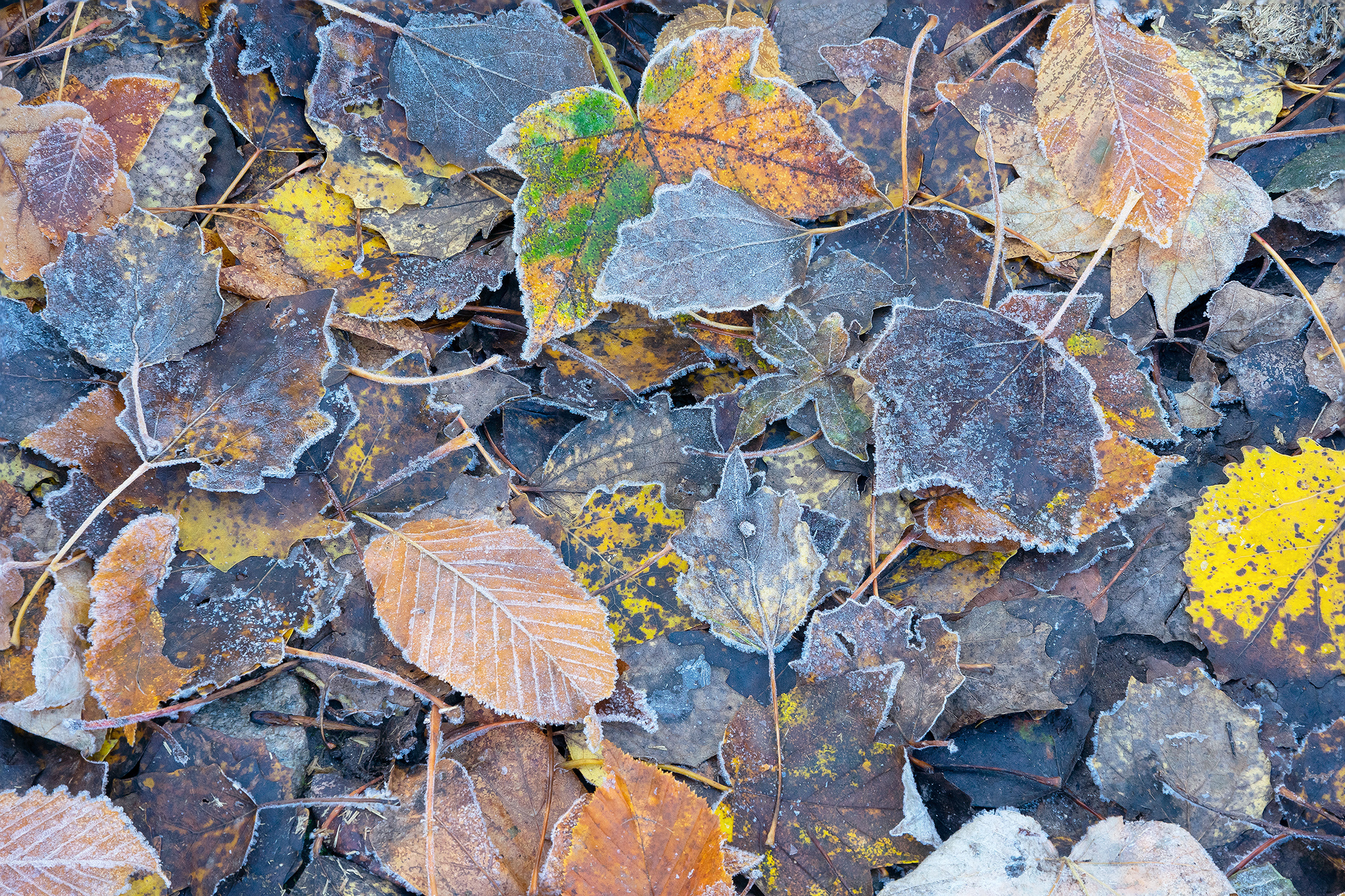 Frozen Leaves