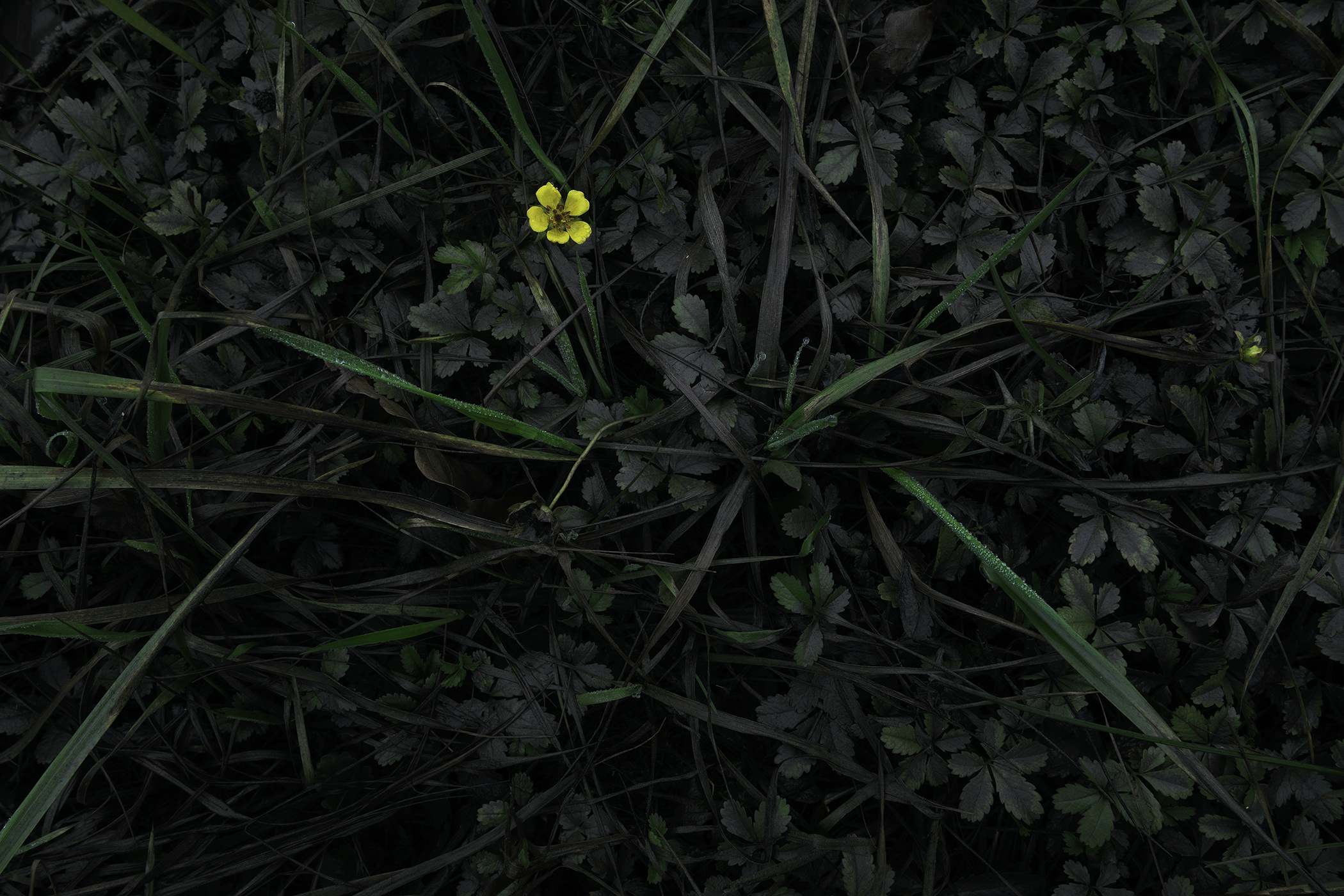 Flower in Mud