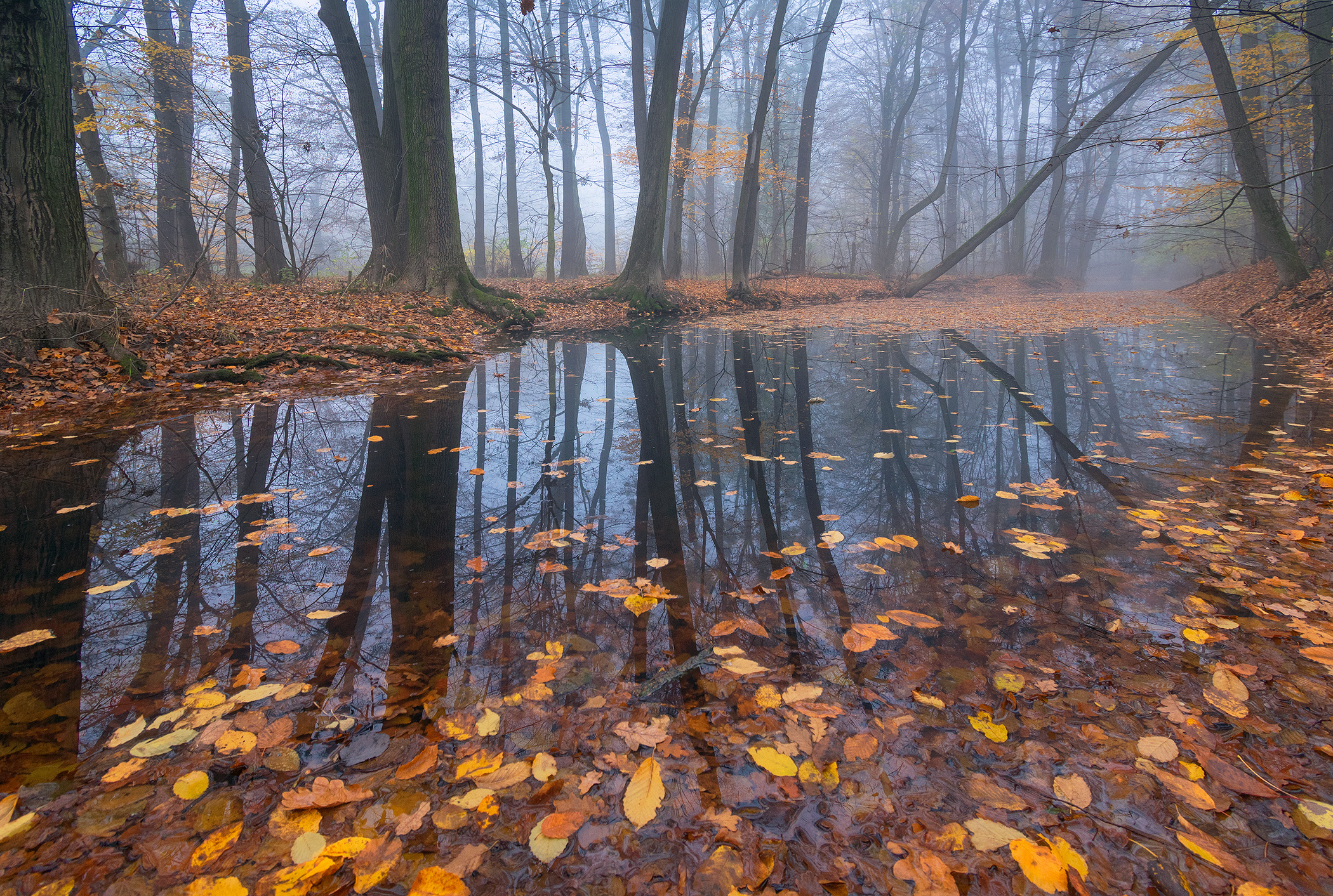 Forest Lake