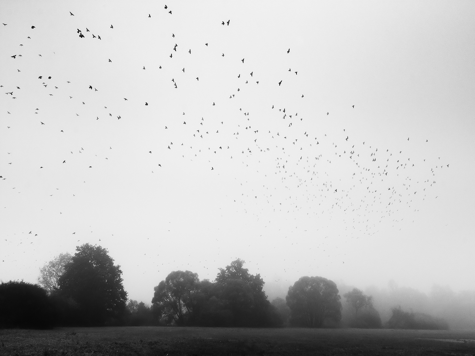 Flock of Birds